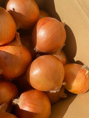 【糖度10度】極甘玉ねぎ 3kg