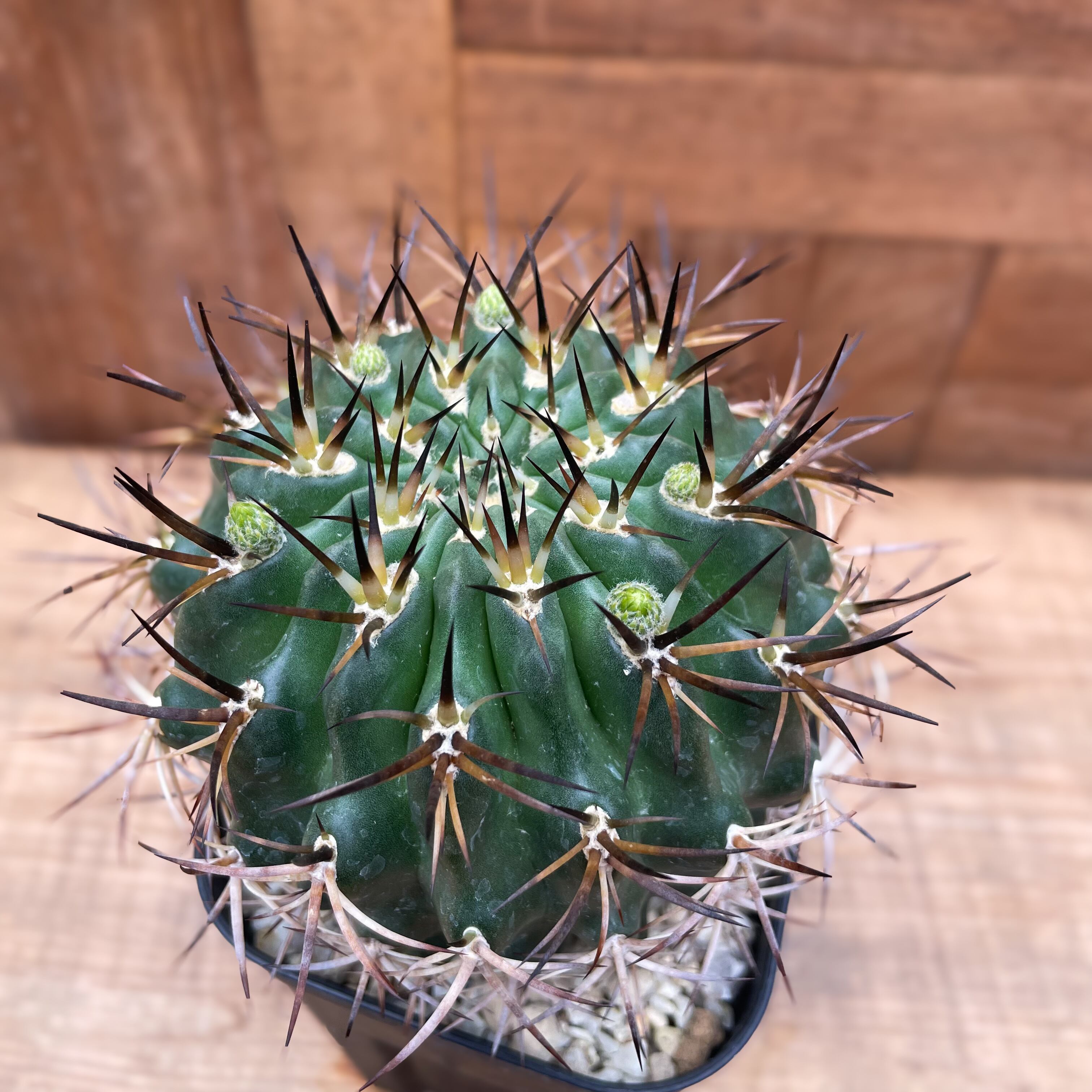 Horridocactus robustus【ホリドカクタス(エリオシケ)・ロブスタス