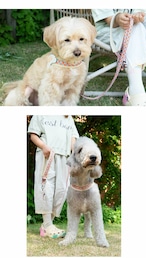 【PUPPYGALLERY公式】Vハーネス M/L