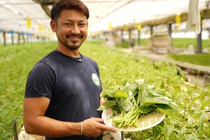 [1kg]京のくうしん菜