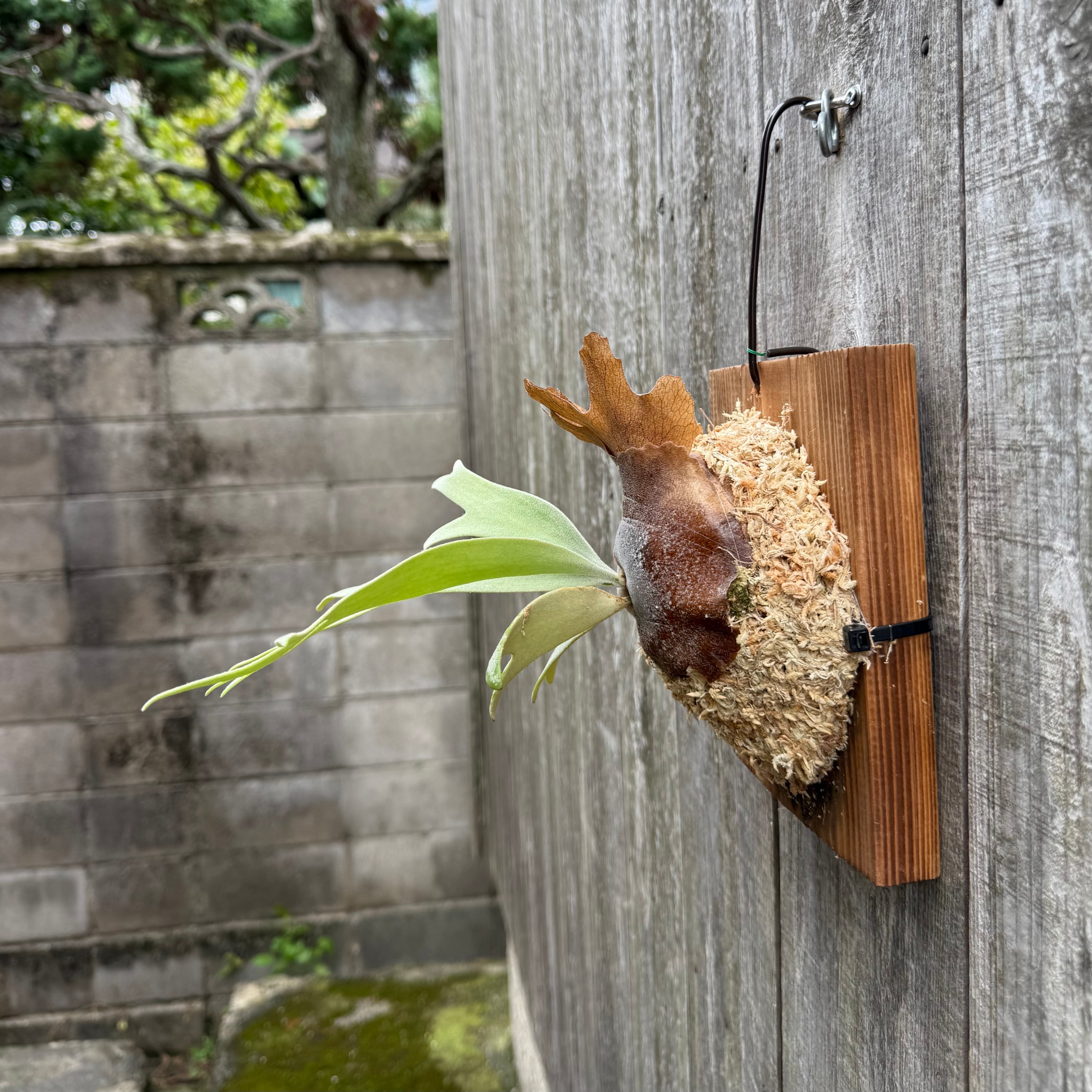 P. willinckii YAL (Mix Sporeling) | naturefix