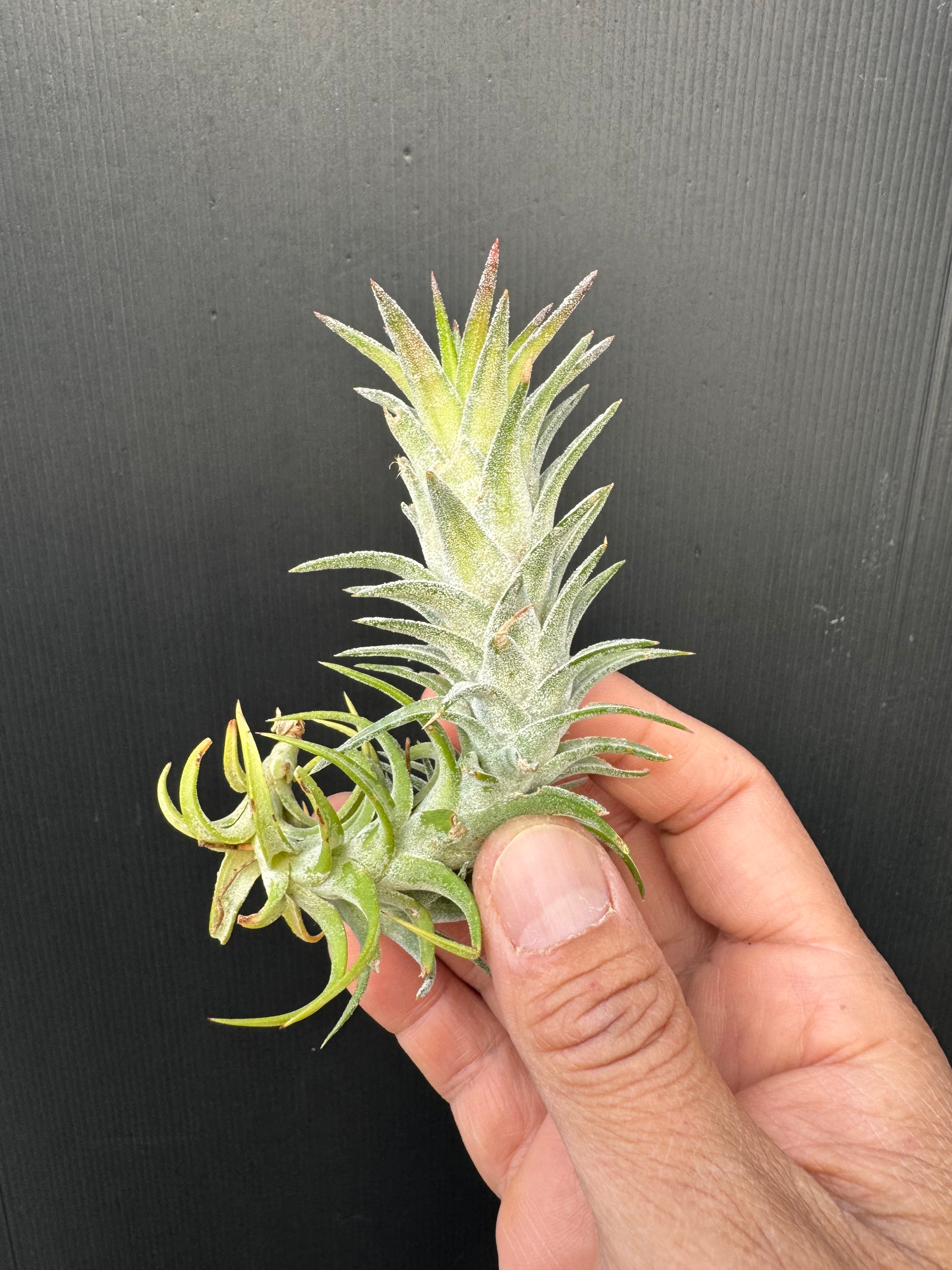 イオナンタ バンハイニンギー バリエガータ ionantha v. vanhyningii