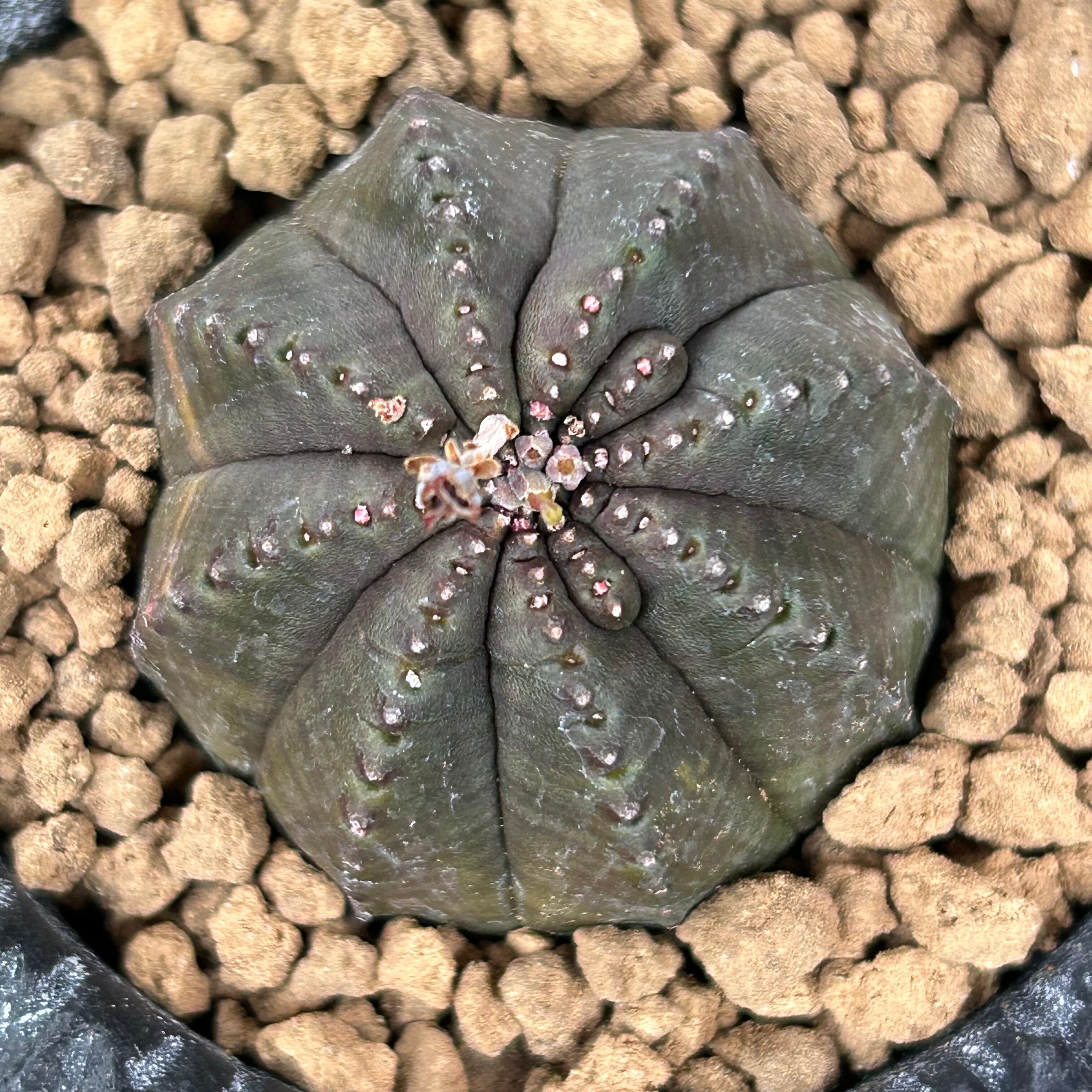 オベサ梵天(鉢入り) | RuPo 多肉植物専門店