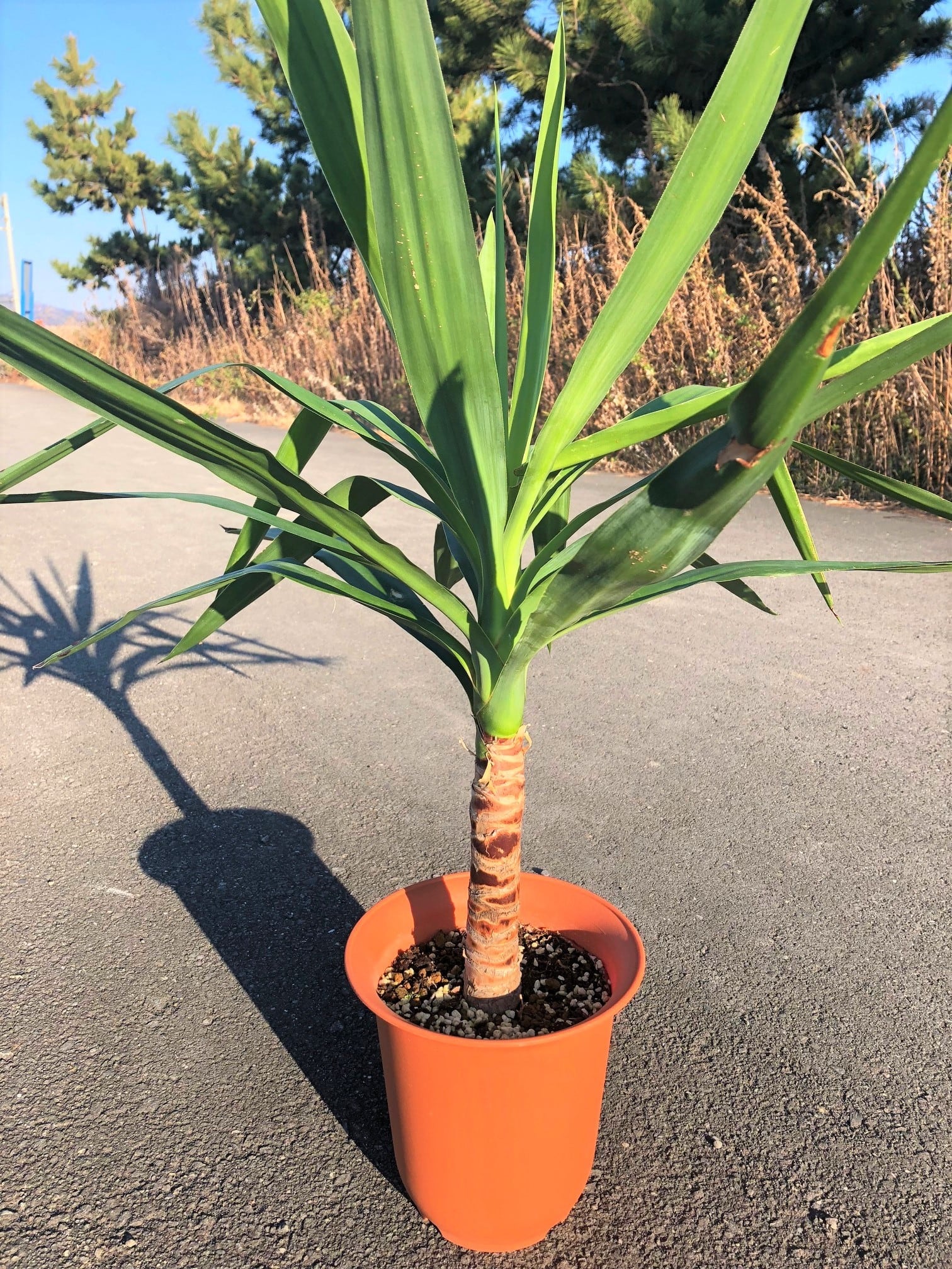 Yucca elephantipes ユッカ エレファンティペス 青年の木 | plants