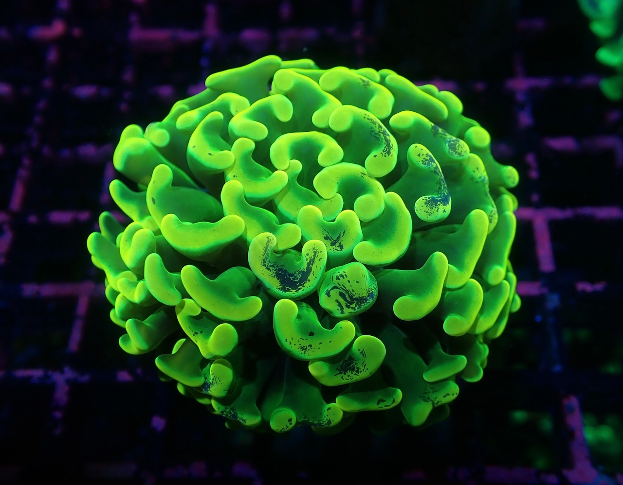 【現地買付】ParaAncora"NeonPulse" 4