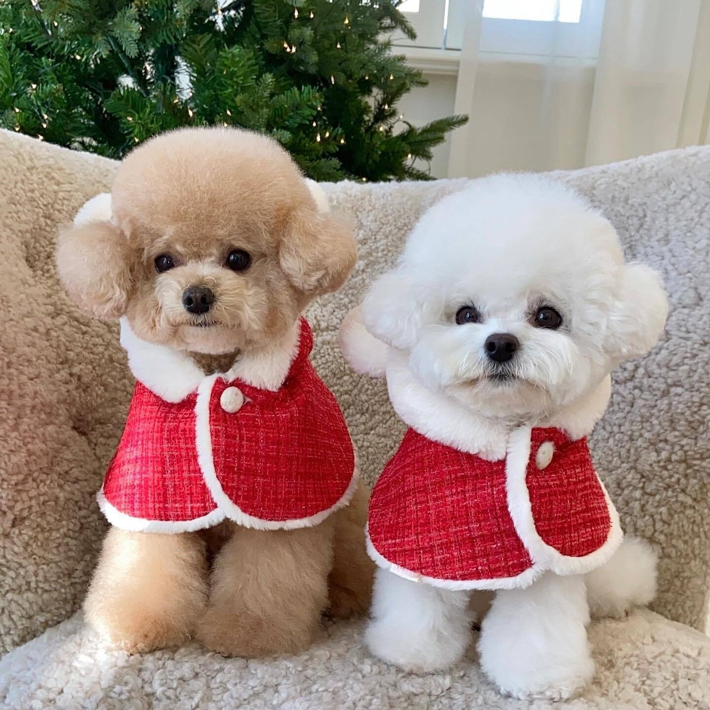 ポンチョ ワンサイズ】くま耳 ポンチョ /犬服 犬の服 ドッグウェア