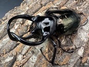 【WF1】《タイリクコーカサスオオカブト ペア》