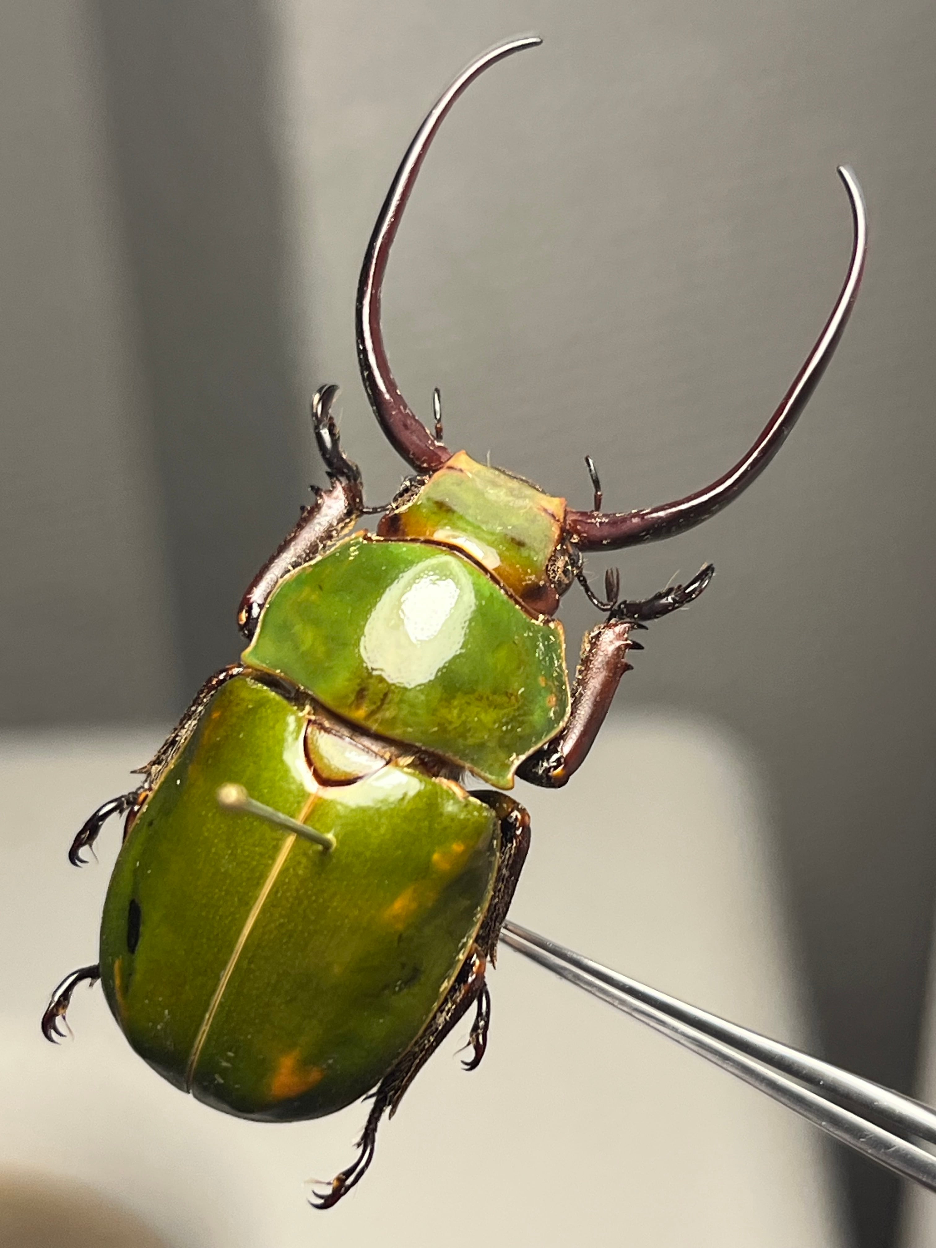 18mm】Pelidnota sumptuosa プラチナコガネ コガネムシ ハムシ