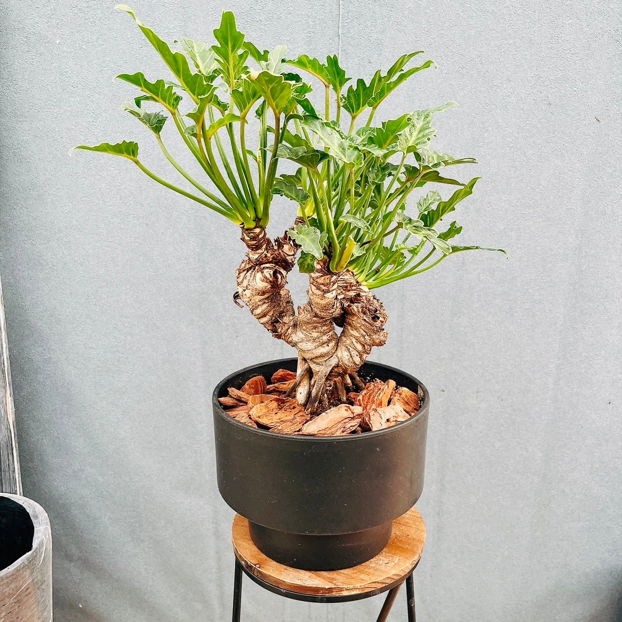 現品］50番 カシワバゴムノキ フィカス リラータ 曲がり 7号 観葉植物