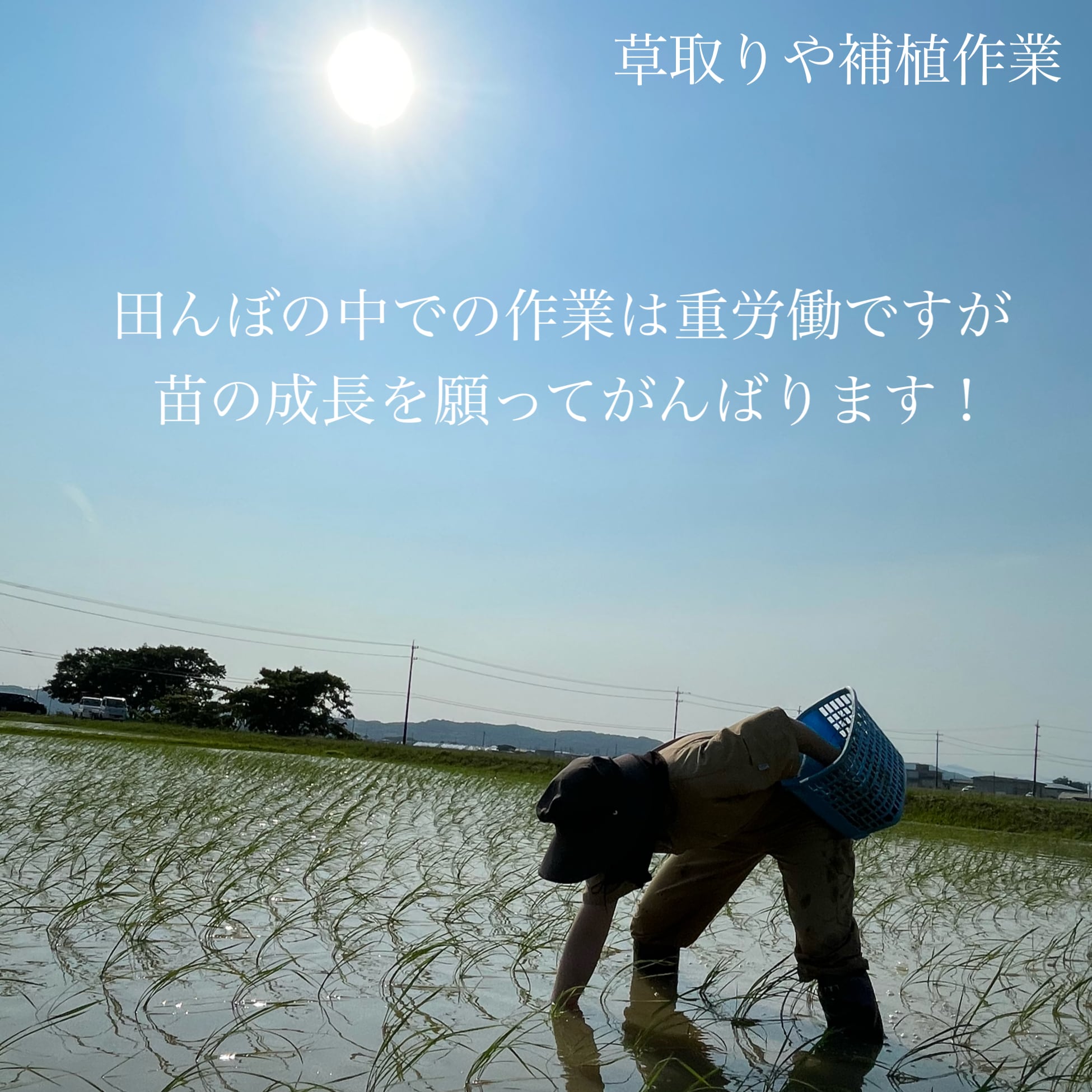 無農薬米令和5年新米 自然栽培米 ササニシキ玄米20kg 農薬不使用・肥料不使用