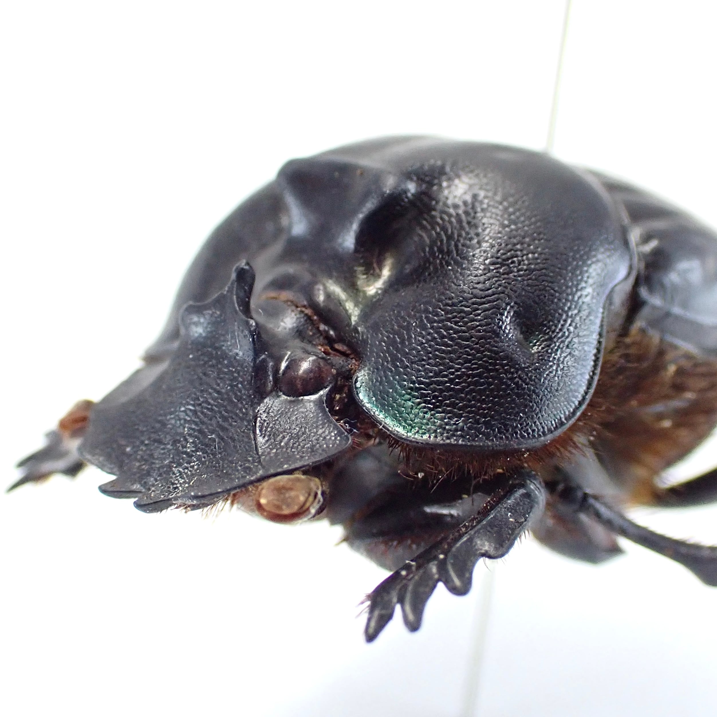 ボリビア産 Coprophanaeus telamon ♂♀ 23mm/22mm | 昆虫標本 Diggers