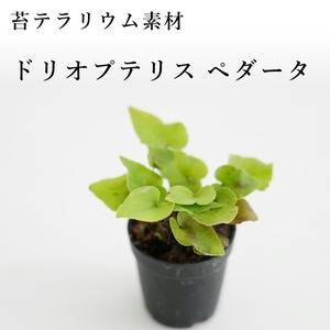 ドリオプテリス ペダータ（シダ植物）　苔テラリウム作製用素材