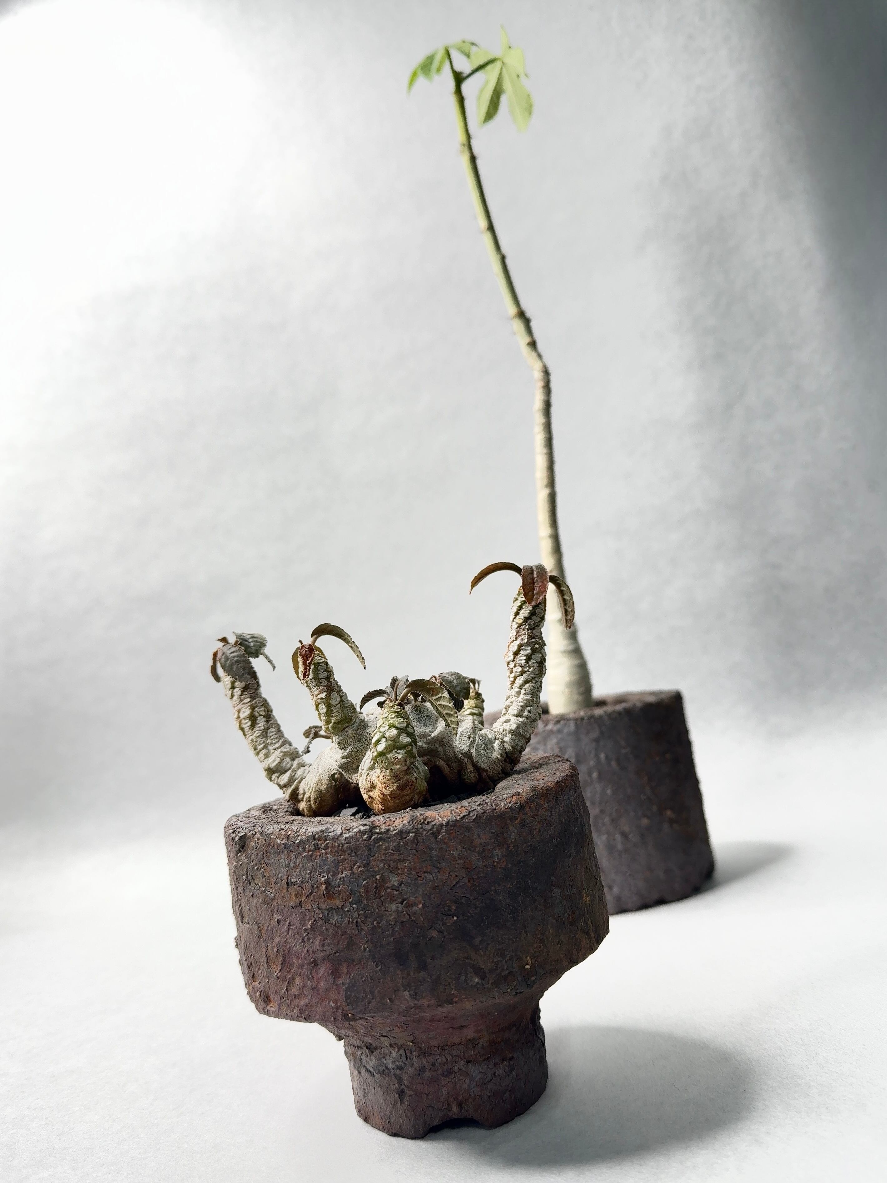 ヤトロファ・スピカータ | trigger