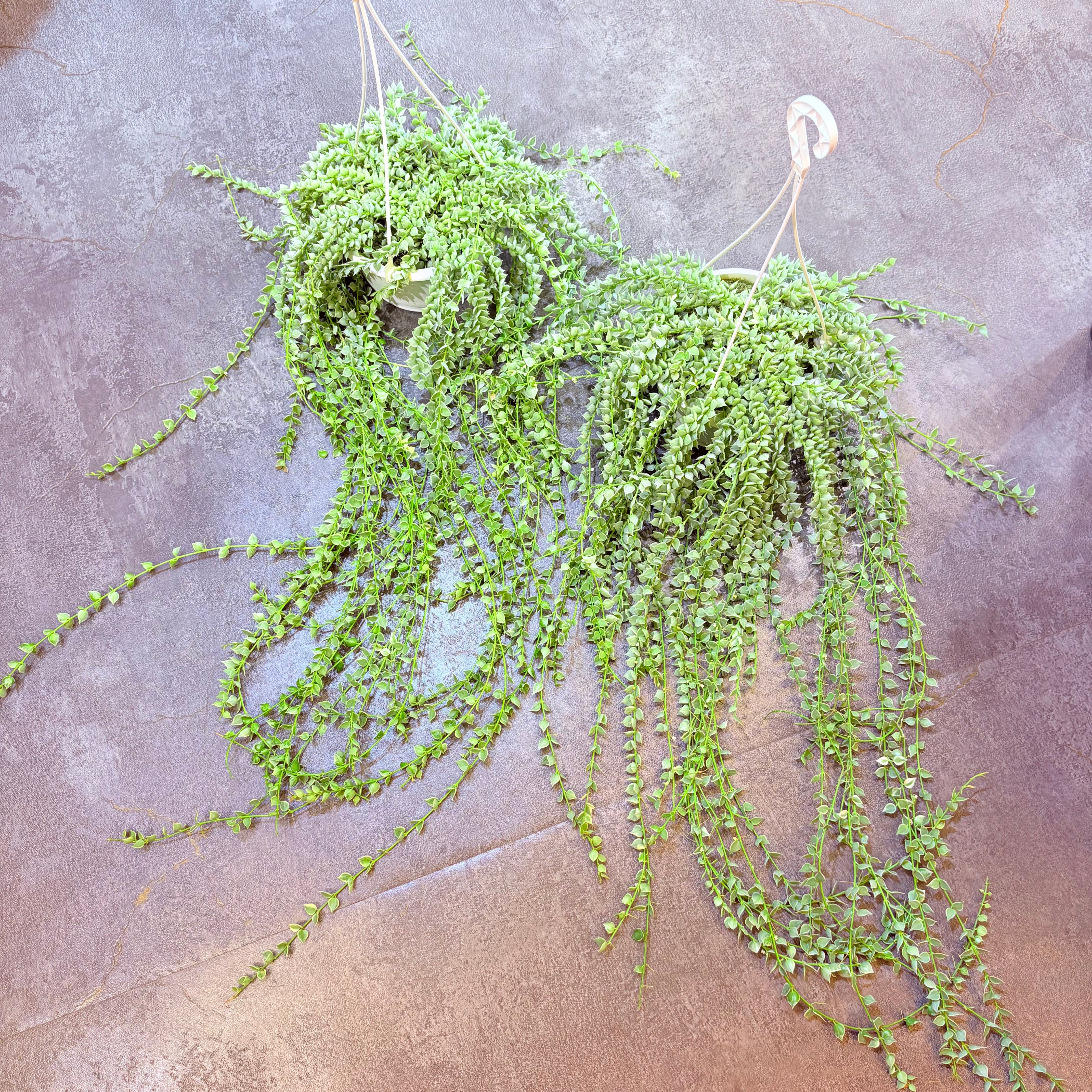 アンスリウム ルクスリアンス×ラディカンス 5号【荒木植物園さん