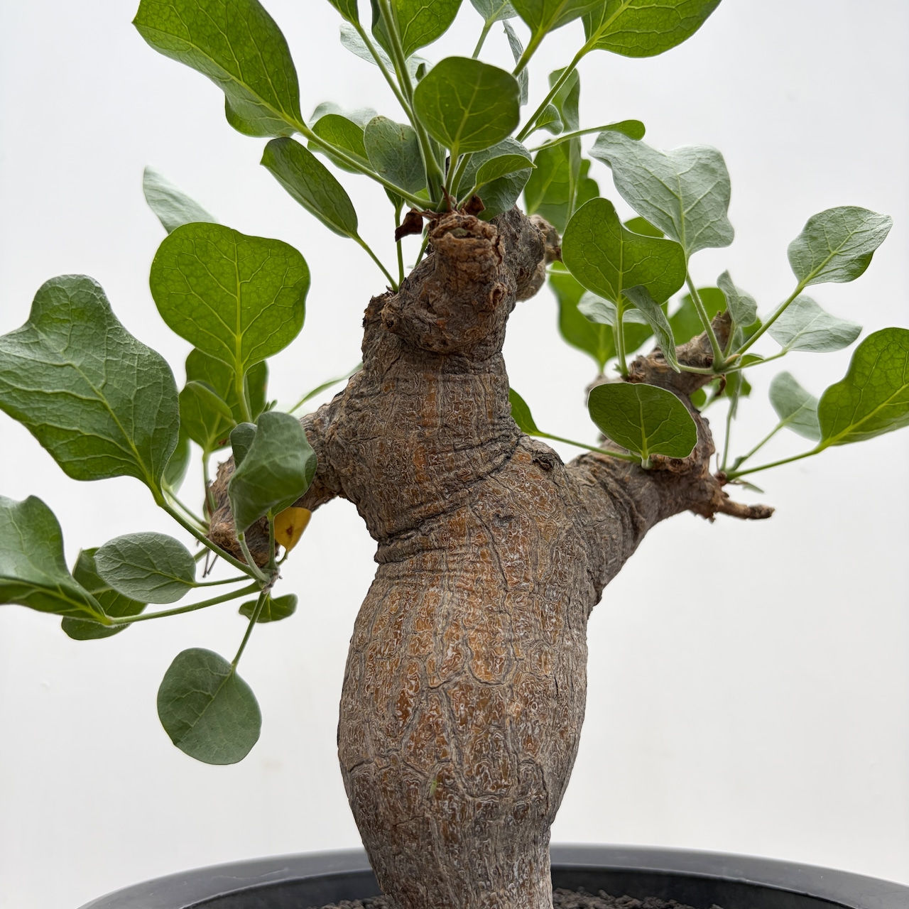 Commiphora drakebrockmanii【コミフォラ・ドレイクブロックマニー】