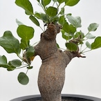 Commiphora drakebrockmanii【コミフォラ・ドレイクブロックマニー】