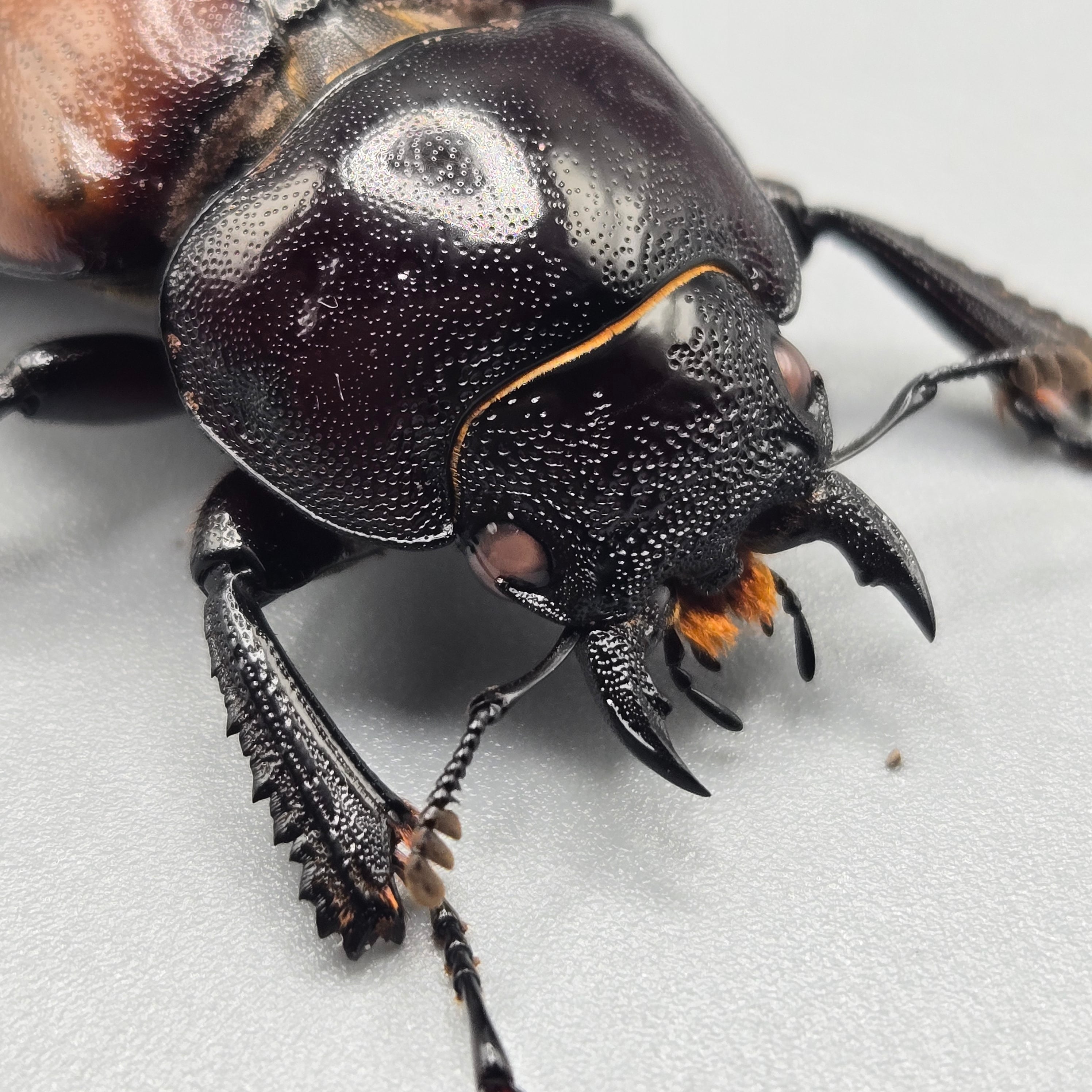 ラフェルトノコギリ トリオ 1♀ピンクアイ | 昆虫専門店 鍬鉄