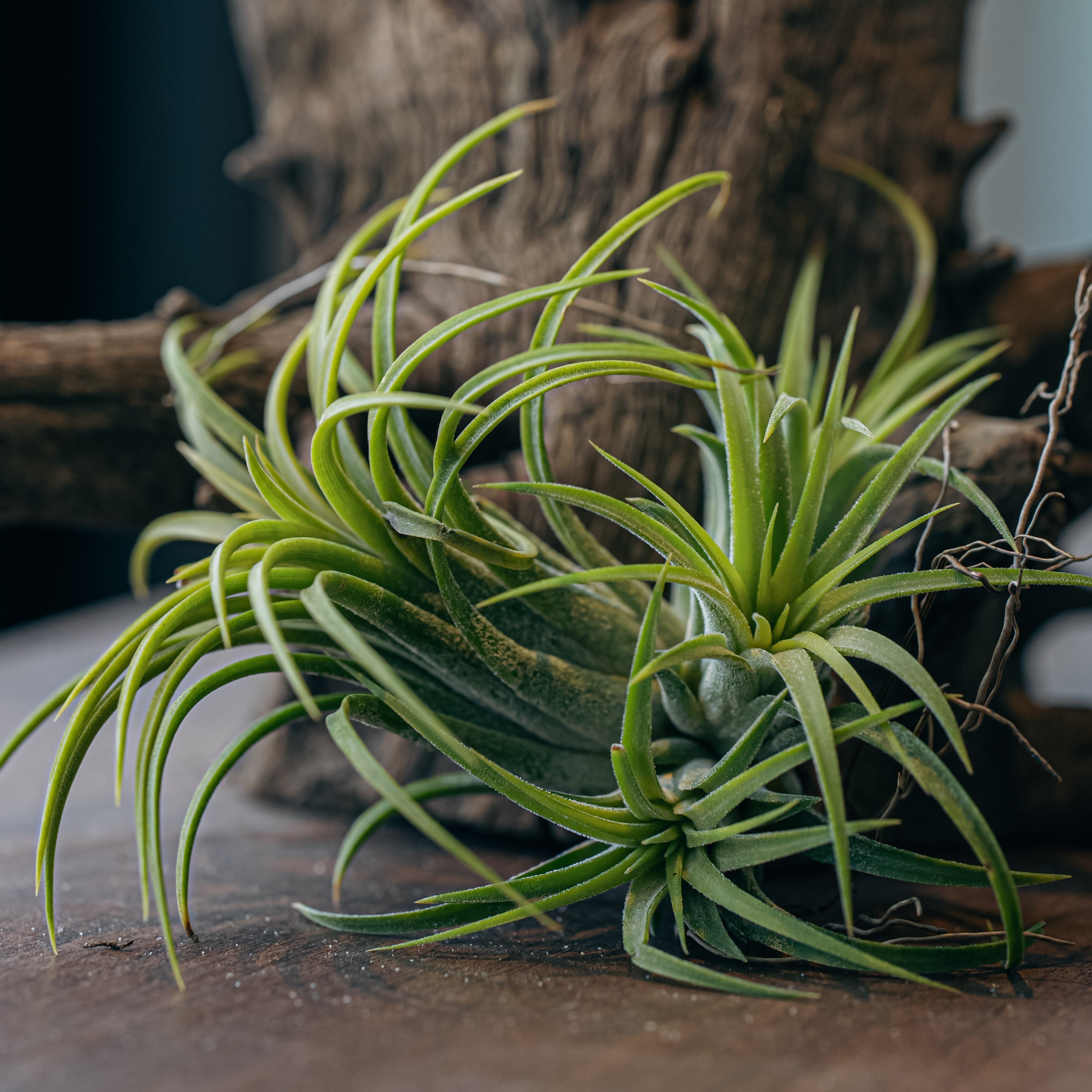 Tillandsia xerographica チランジア・キセログラフィカ | Plants Baka