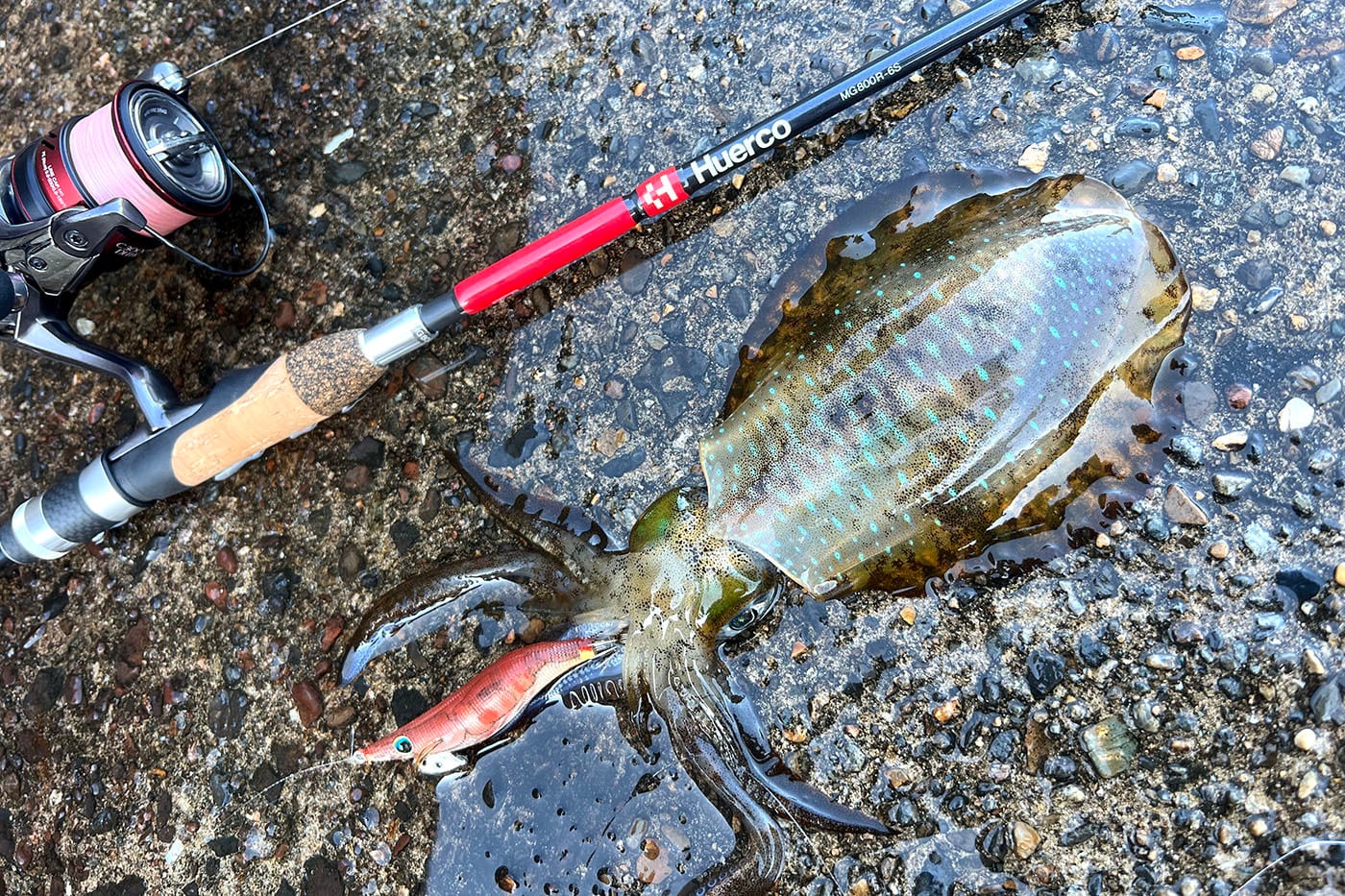 MG800R-6S | Huerco フエルコ公式オンラインパーツストア