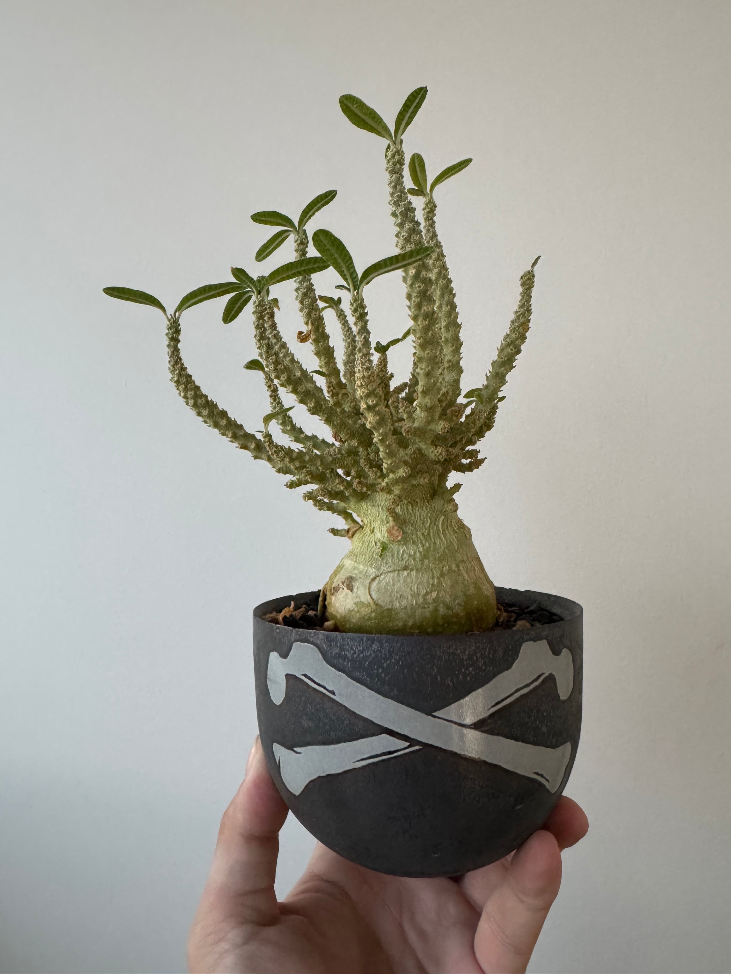 【極上品】Dorstenia gigas f. bullata × VALIEM 青坊主別注CROSSBONE【ギガスの最高峰】ドルステニア ギガス ブラータ