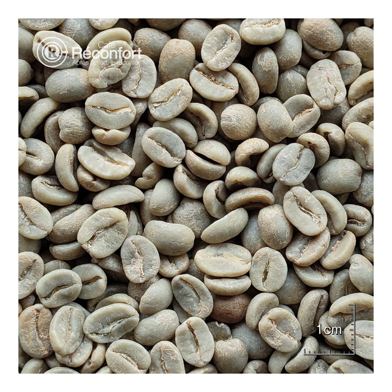 【100g(生豆時)】コロンビア エメラルドマウンテン カフェ レコンフォール オンライン ストア 当日焙煎のコーヒー豆 通販