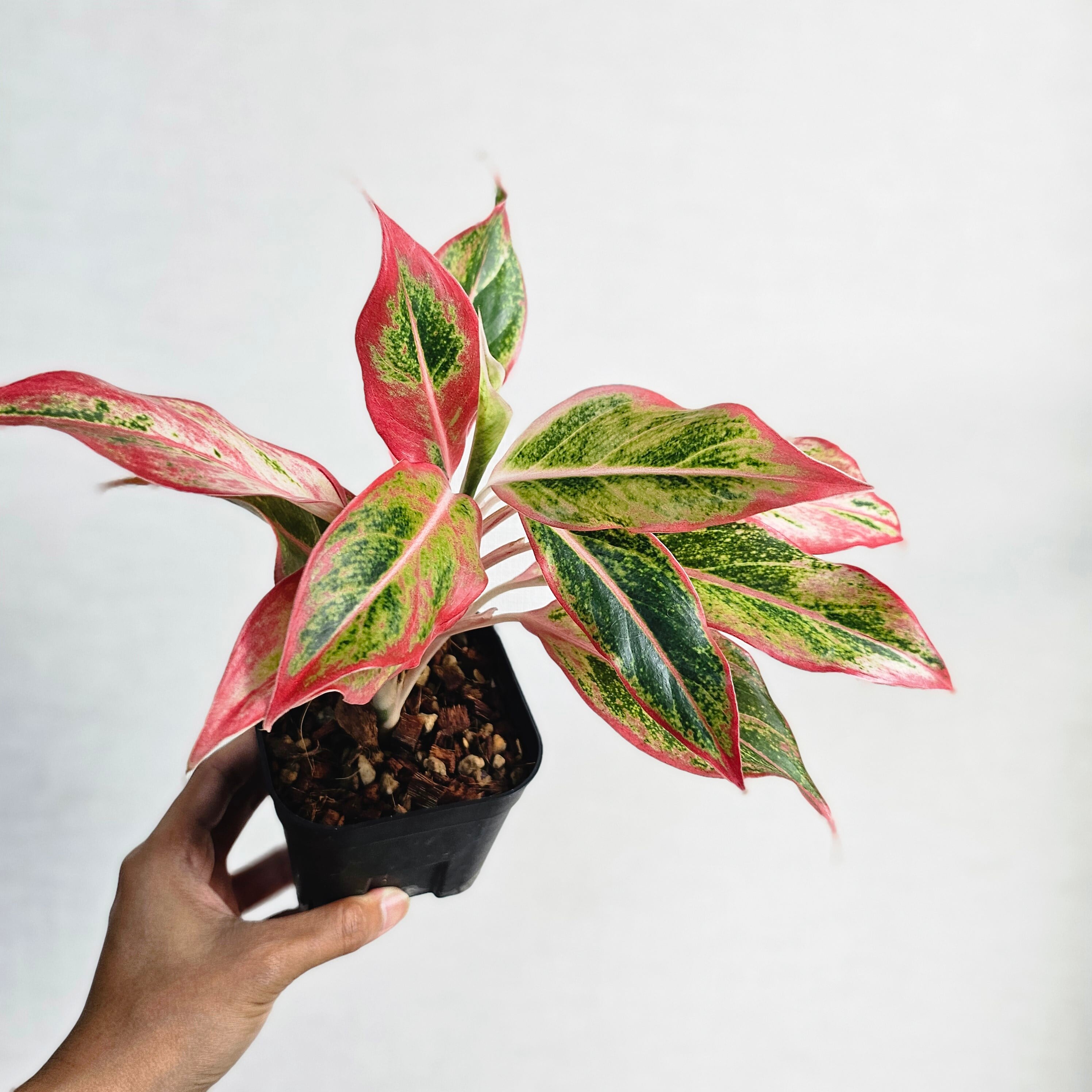 Aglaonema Siam Aurora Orange》アグラオネマ サイアムオーロラ