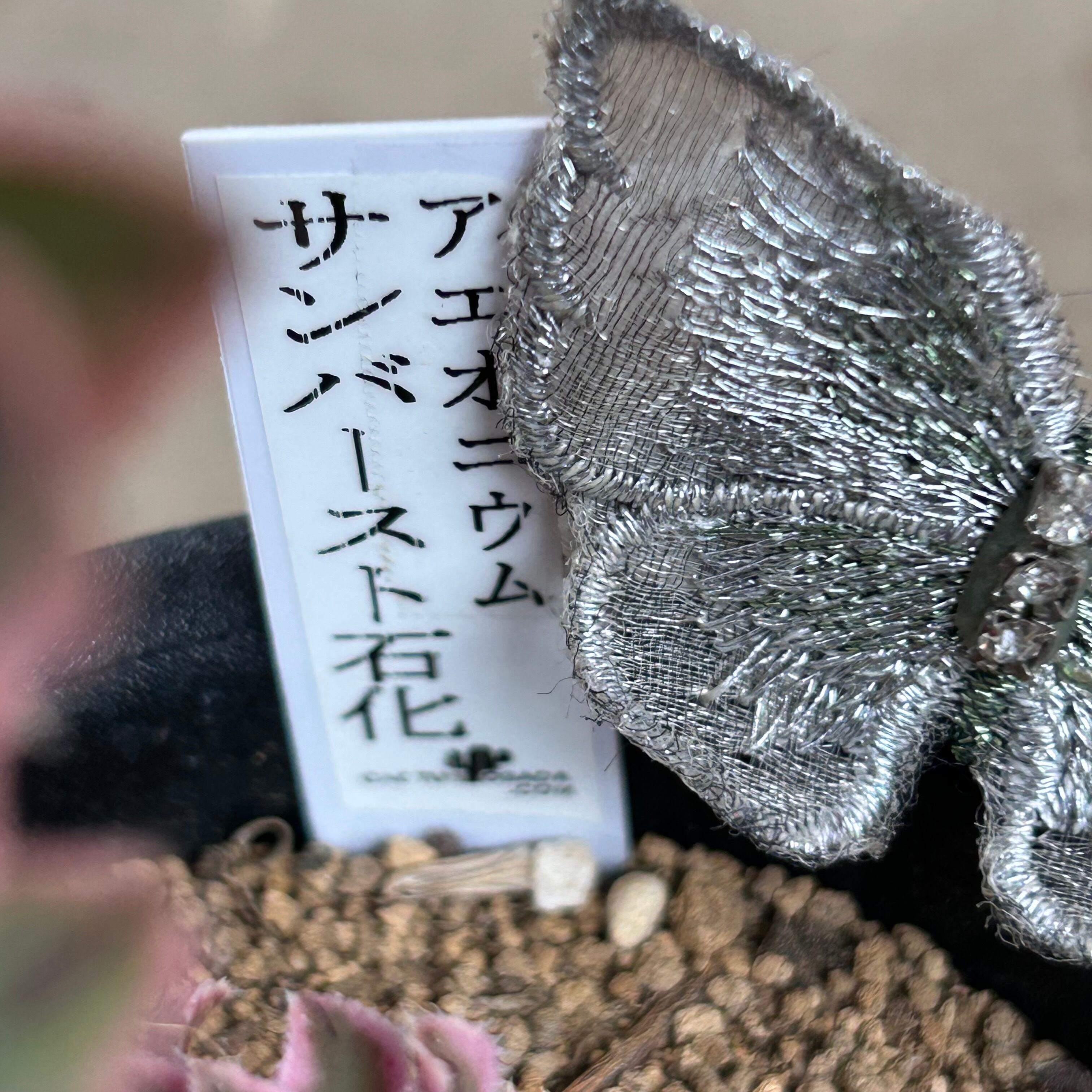 T)サンバースト石化(綴化) | RuPo 多肉植物専門店