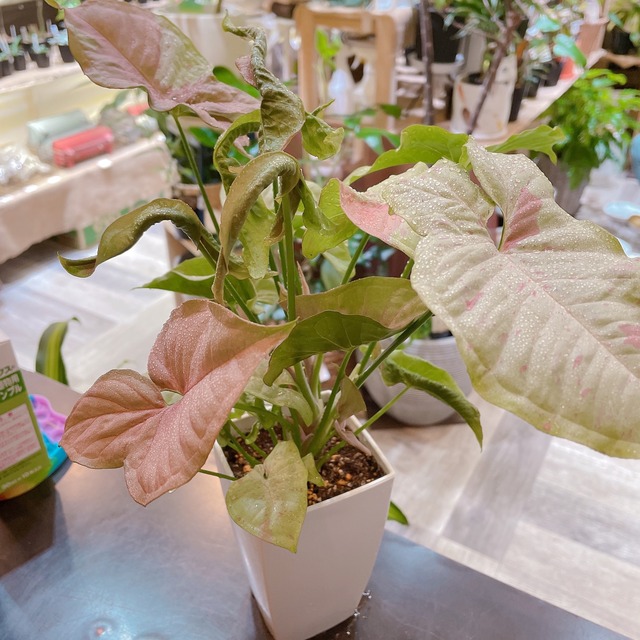 シンゴニウム ミルクコンフェッティ ピンクの斑入り Gardenえん ネットショップ 観葉植物 多肉植物 園芸雑貨 シンゴニウム ミルクコンフェッティ ピンクの斑入り Gardenえん ネットショップ 観葉植物 多肉植物 園芸雑貨