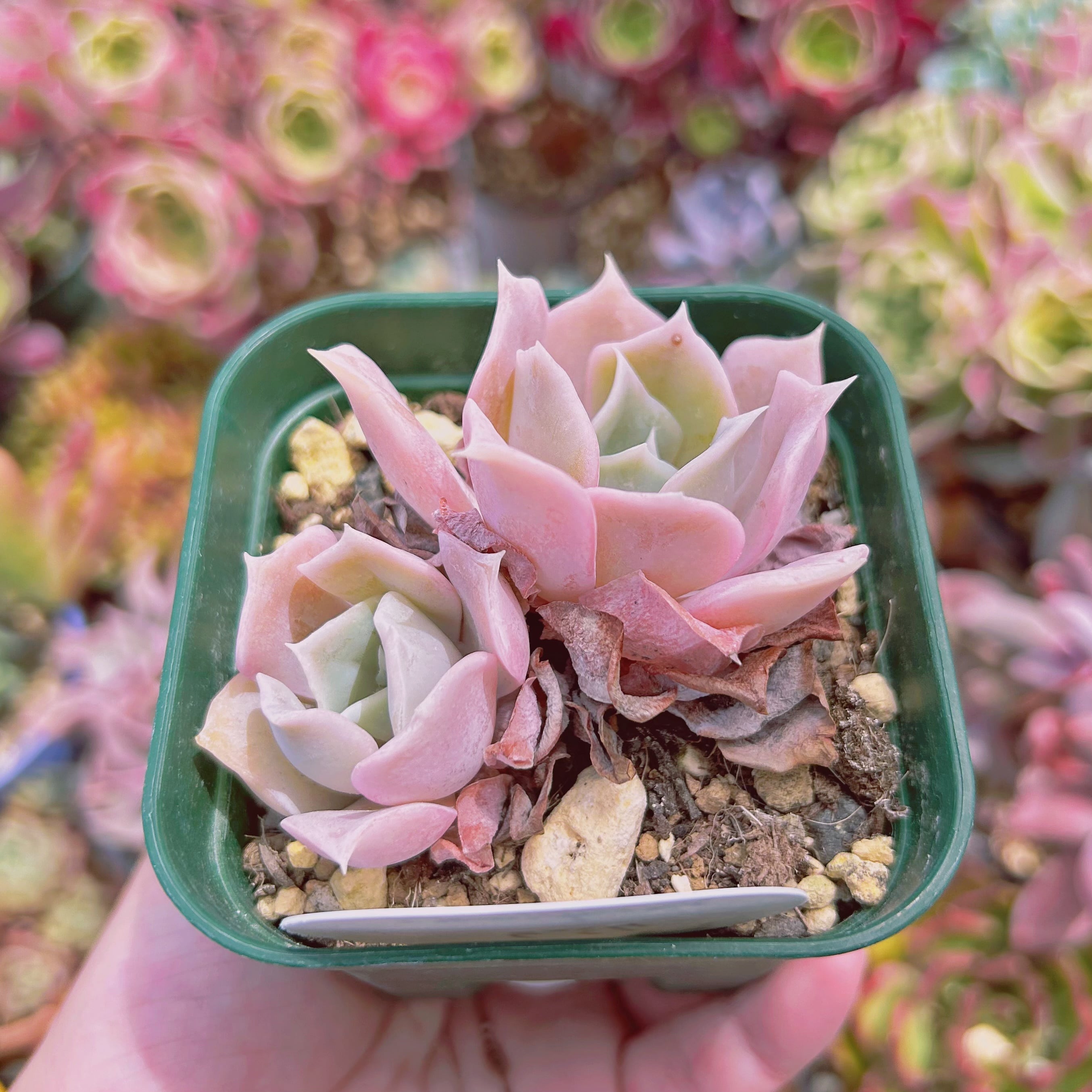 現物 多肉植物 クジラ(Echeveria 'Blue Whale') 特大 抜き苗 | るる
