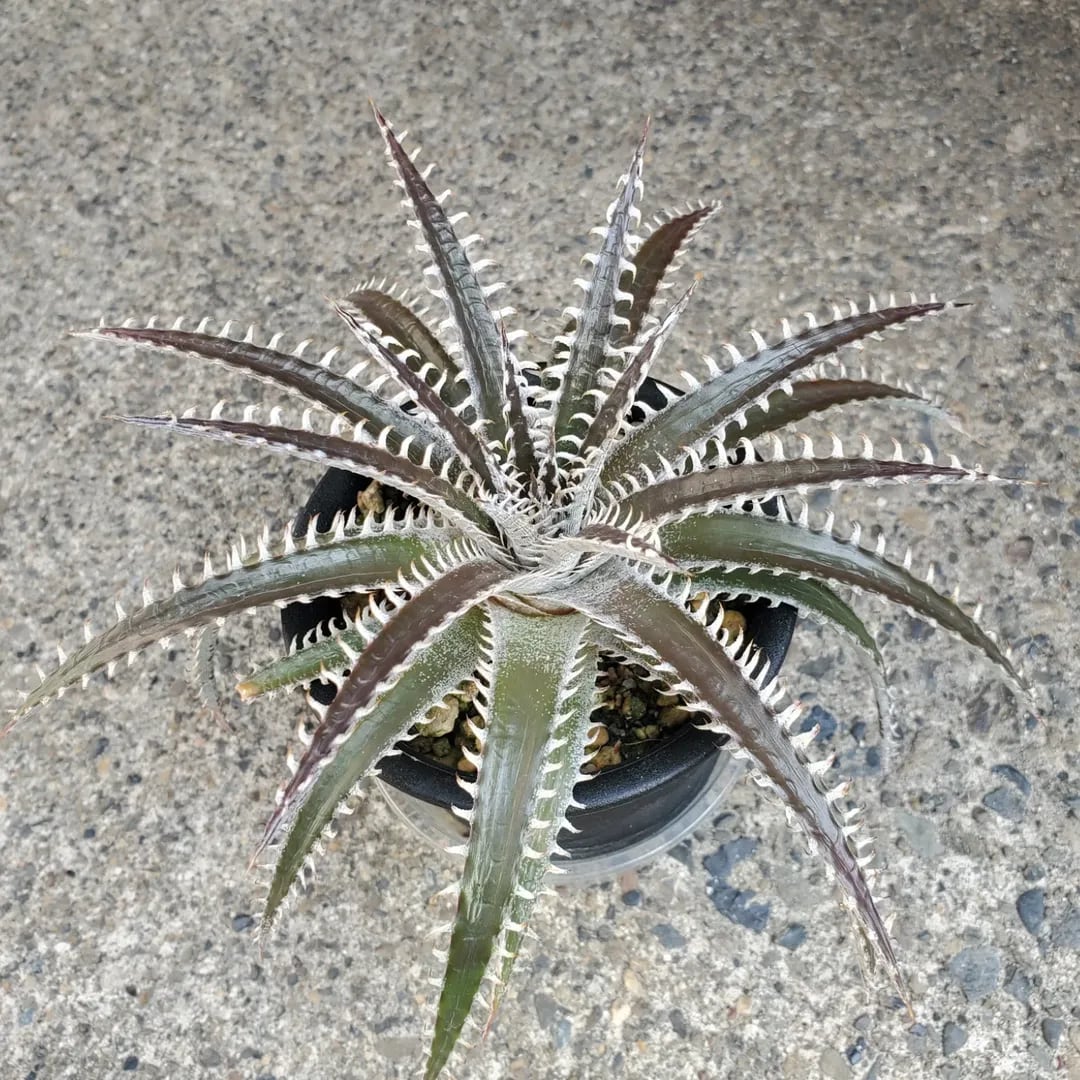 【超激レア子株発根済み】①JEREMY選抜hybrid オアハカ＆ホリダ子株 2026年最新】ジェレミー アガベの人気アイテム - メルカリ