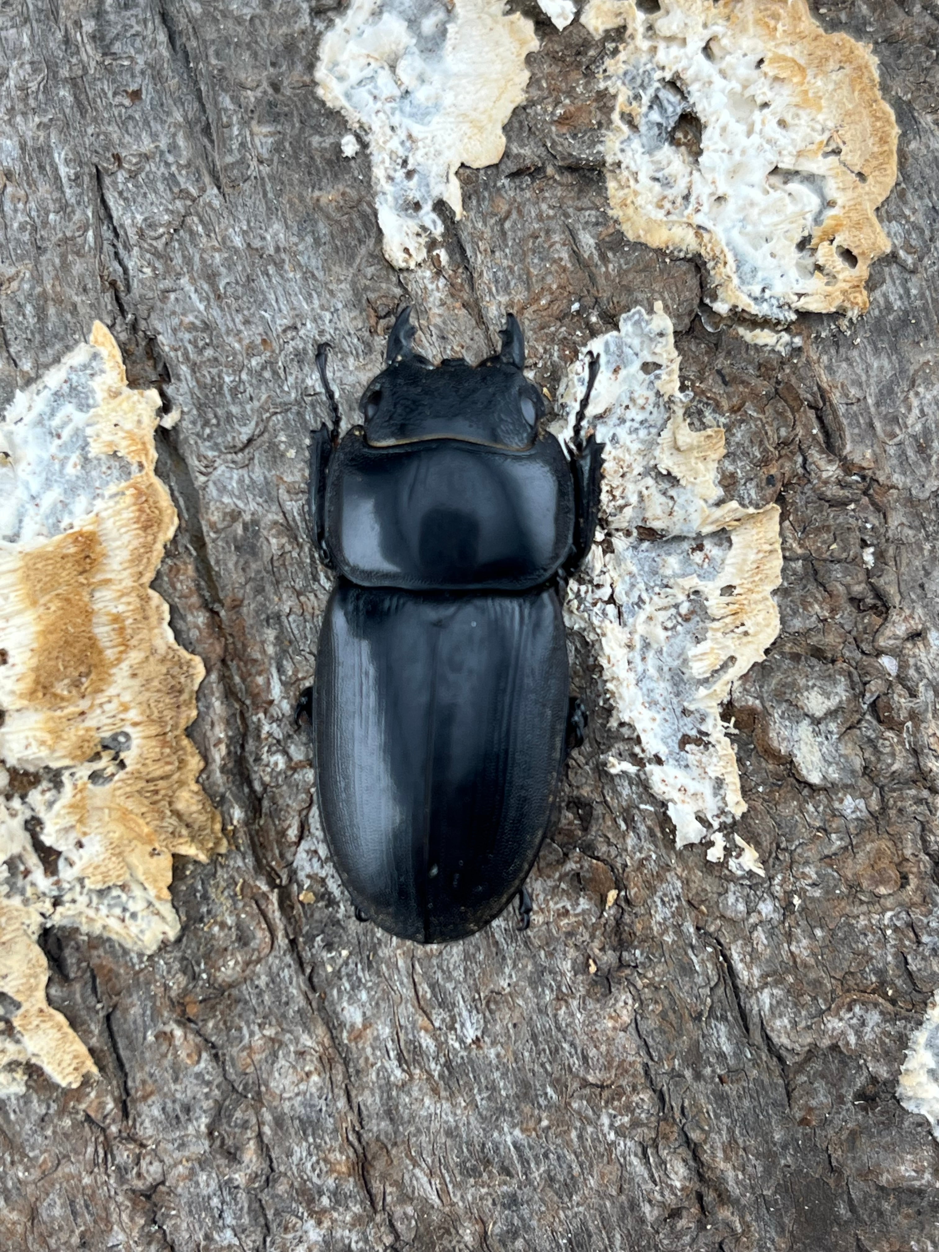 WD】《アルキデスヒラタ ベンク−ル産 83.5mm ペア》 | KPW公式