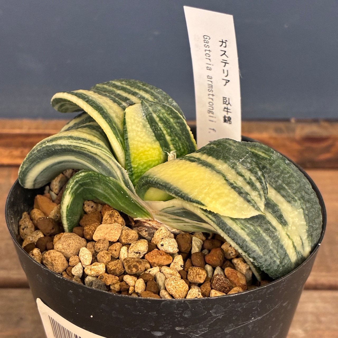 【クリアランスセール対象商品】ガステリア 臥牛錦【854】【再撮影】【▼】