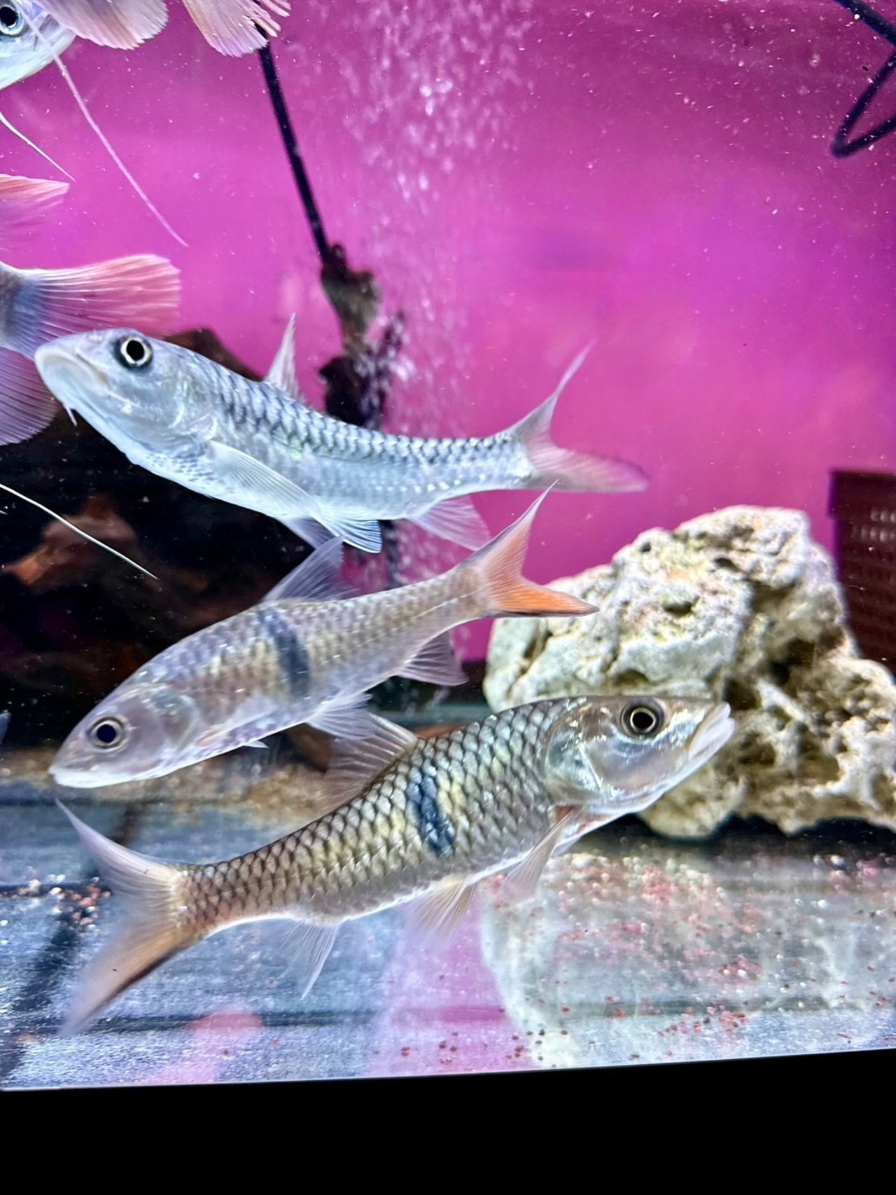 ハンパラバルブ - 3