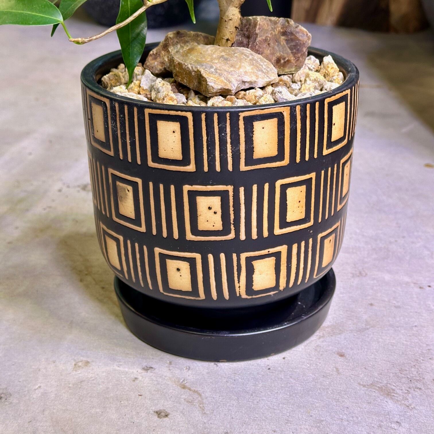 フィカス・ウィアンディ | barrelplants_BONSAI