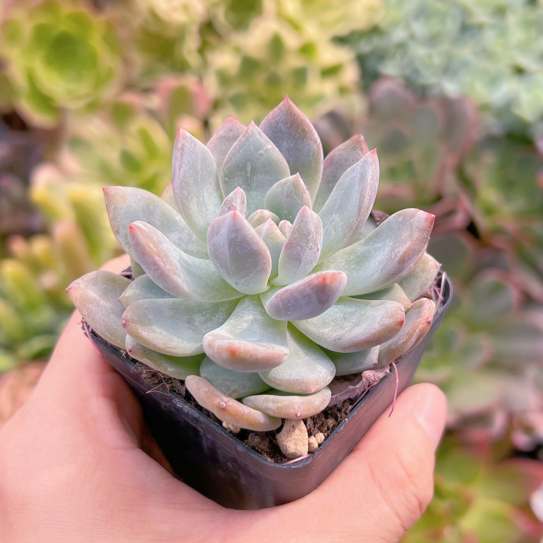 多肉植物 モンロー るる農園 | るる農園~多肉植物専門