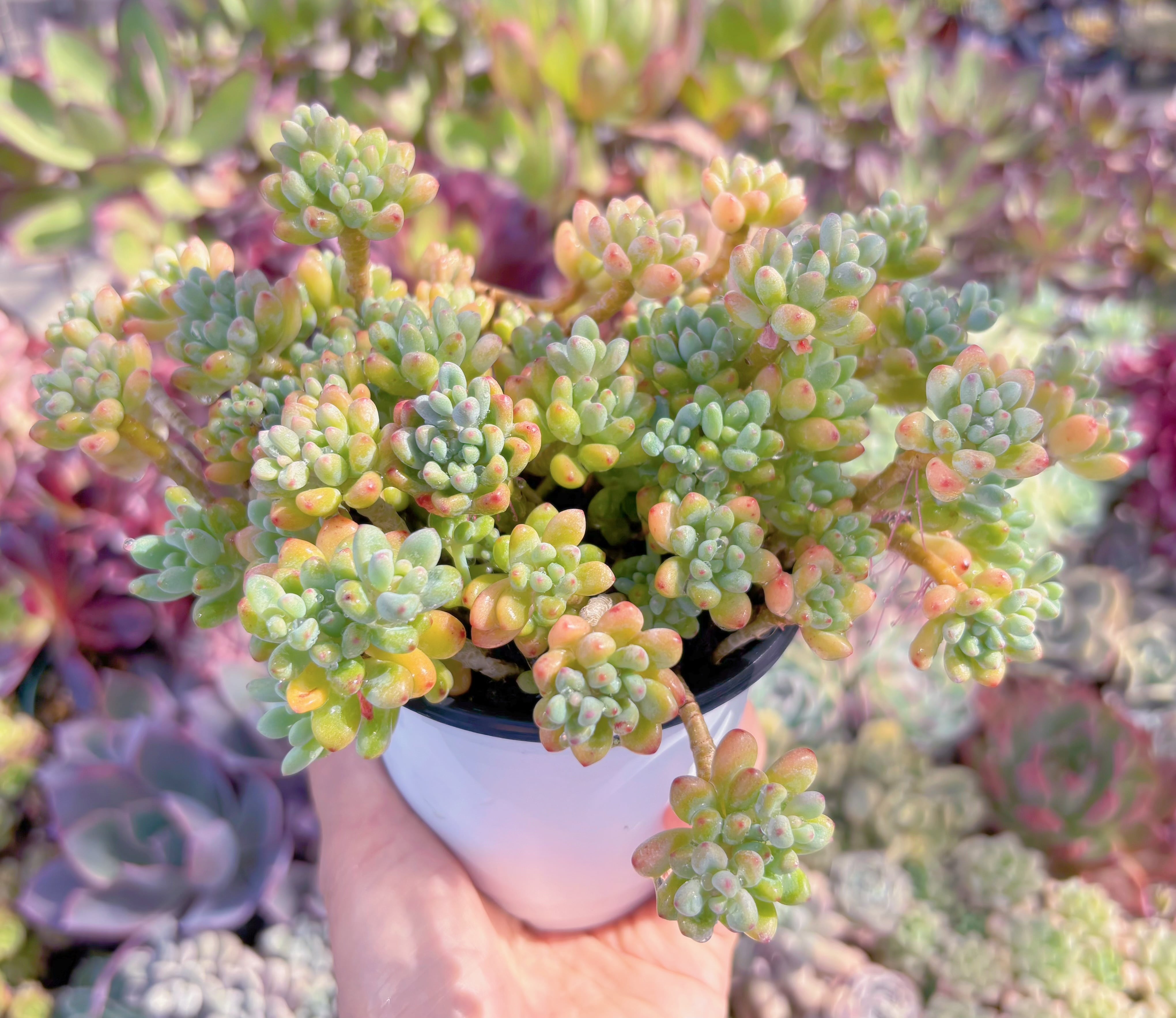 現品　ブルービーン#644　群生　新入荷　るる農園