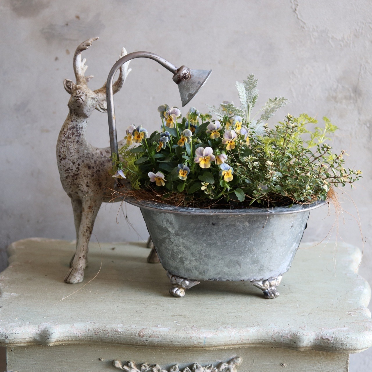 冬かや春に楽しむ寄せ植え｜バスタブMビオラヴィオレッタのナチュラルグリーンの寄せ植え　届いてすぐ玄関に飾れる 　プレゼントにもオススメ　