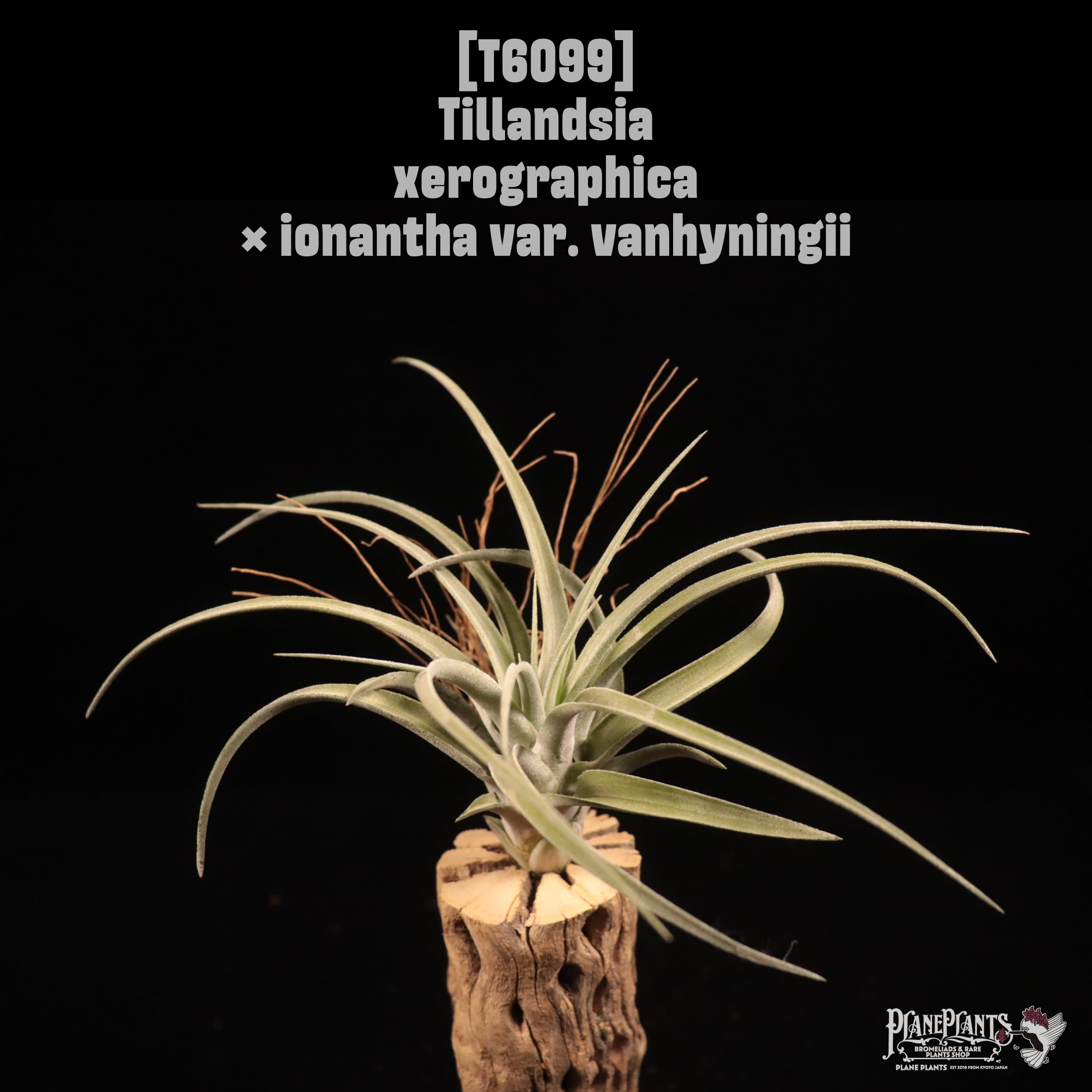 Tillandsia xerographica × ionantha var.vanhyningii〔ティランジア〕T6099