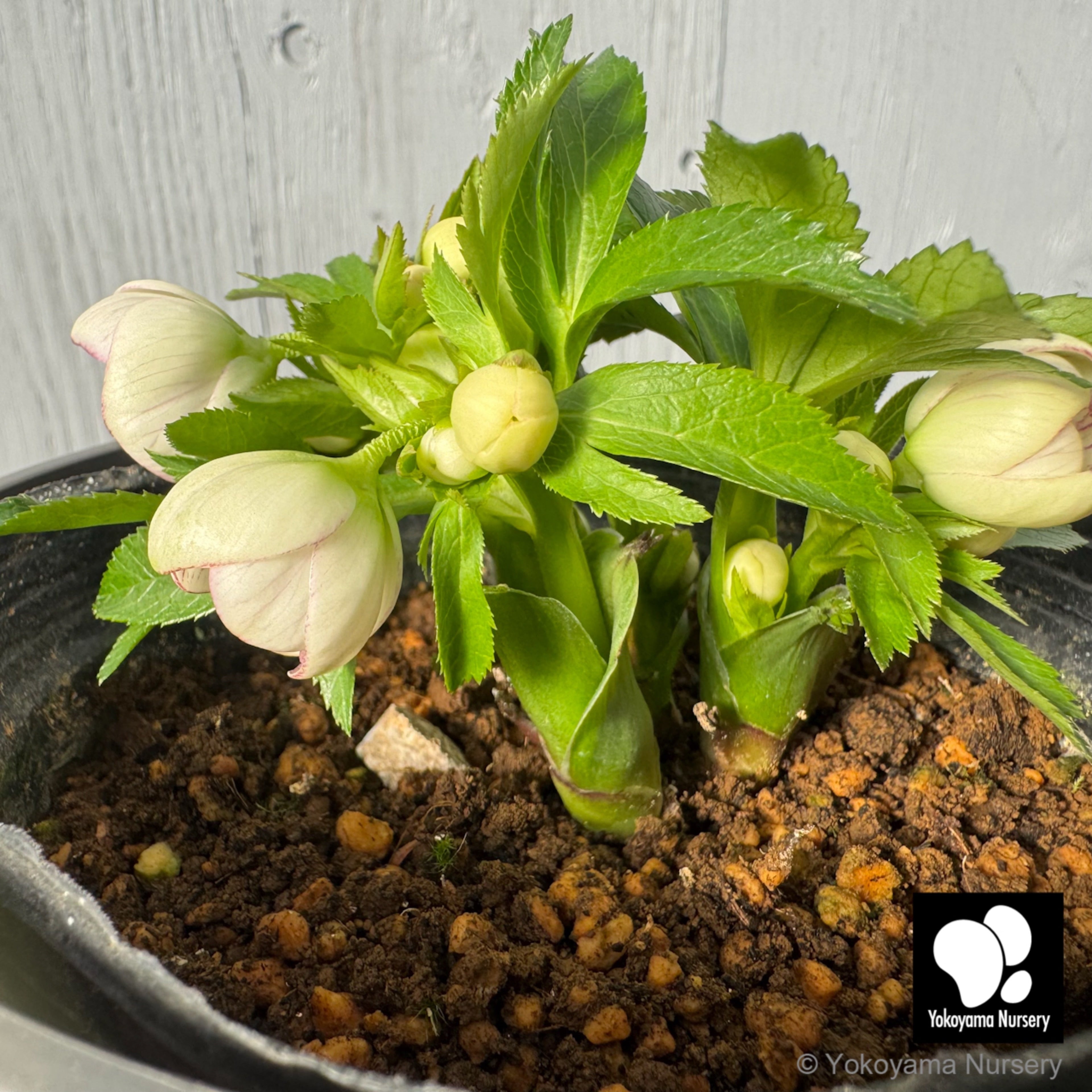 抽選販売】［7］ クリスマスローズ プチドール ホワイト ピコティー