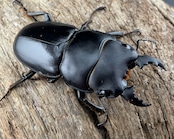 【WD】《パプアヒラタクワガタ 32.5mm ペア》