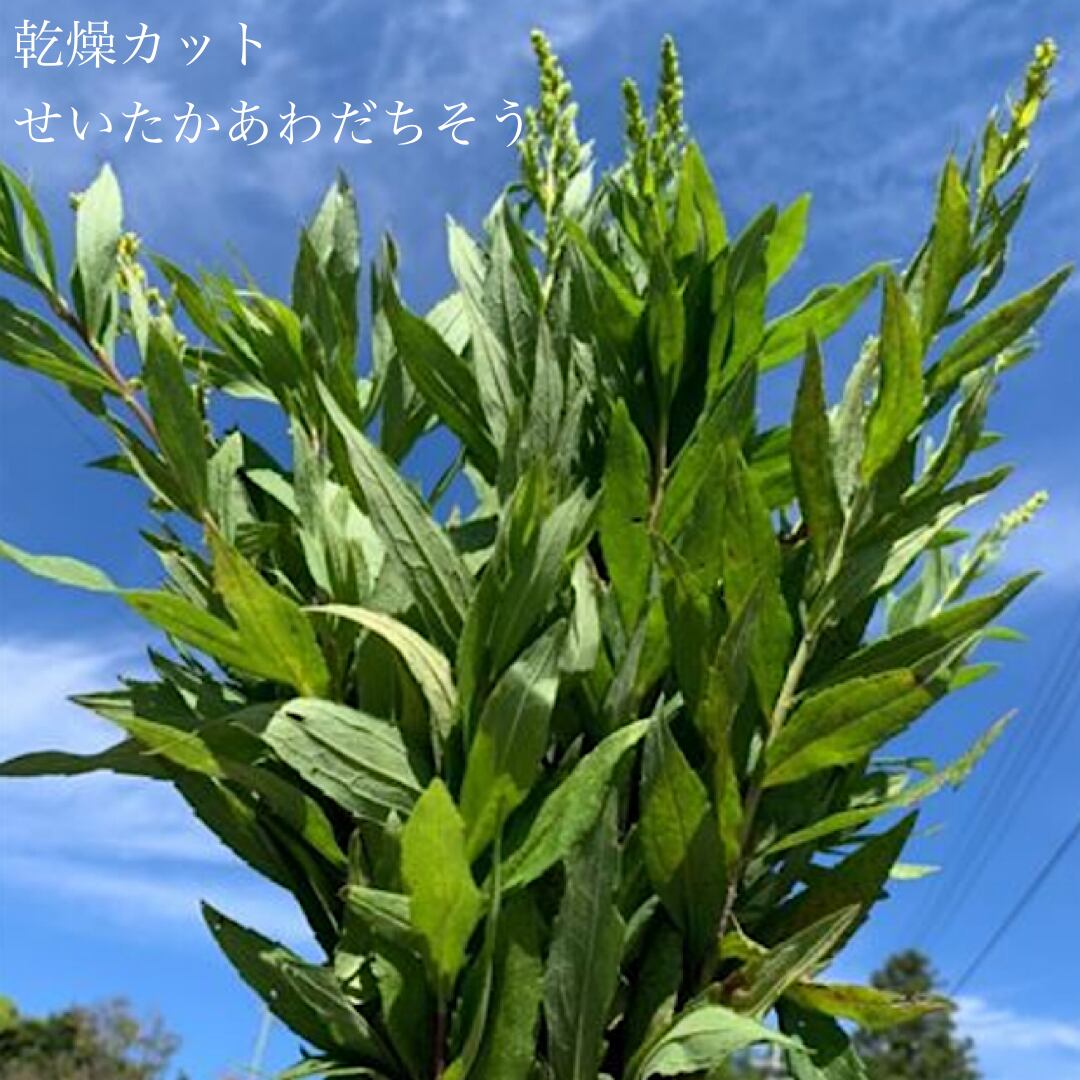 セイタカアワダチソウ 機械乾燥 奈良県産 薬草布袋付き350g 風呂