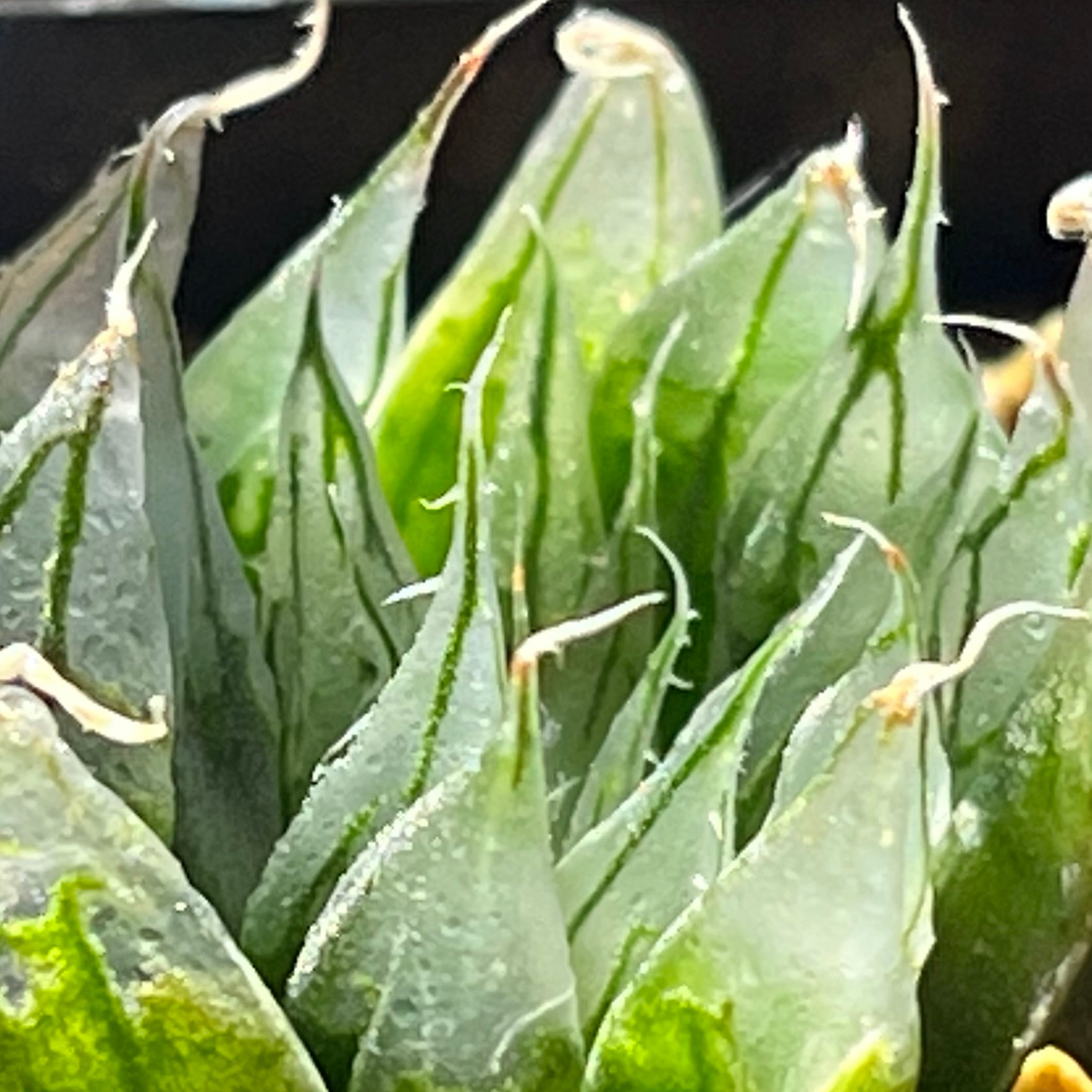 ハオルチア ダビディ 変異株 | mocono_plants