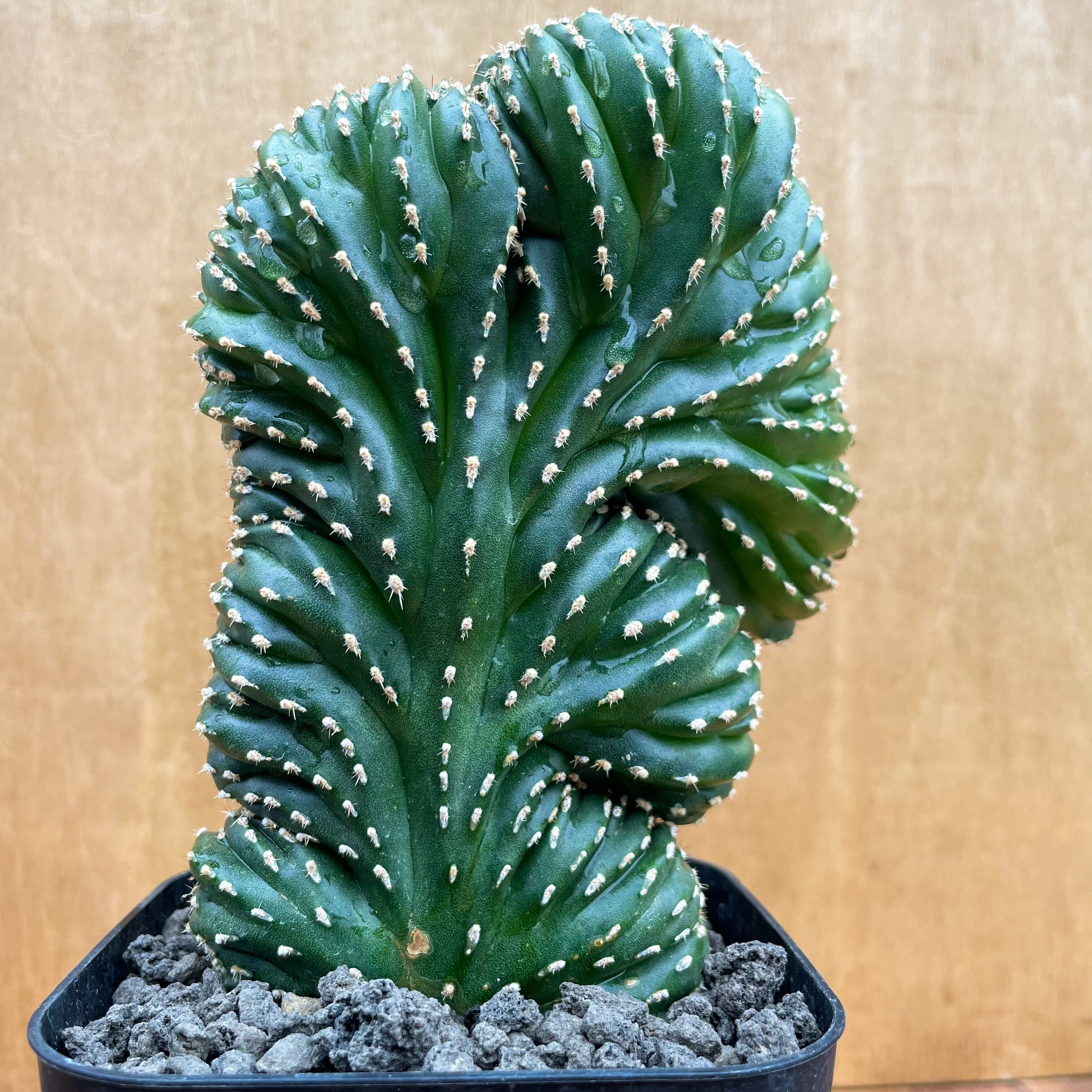 Marginatocereus marginato crested 【マルギナトセレウス・白雲閣