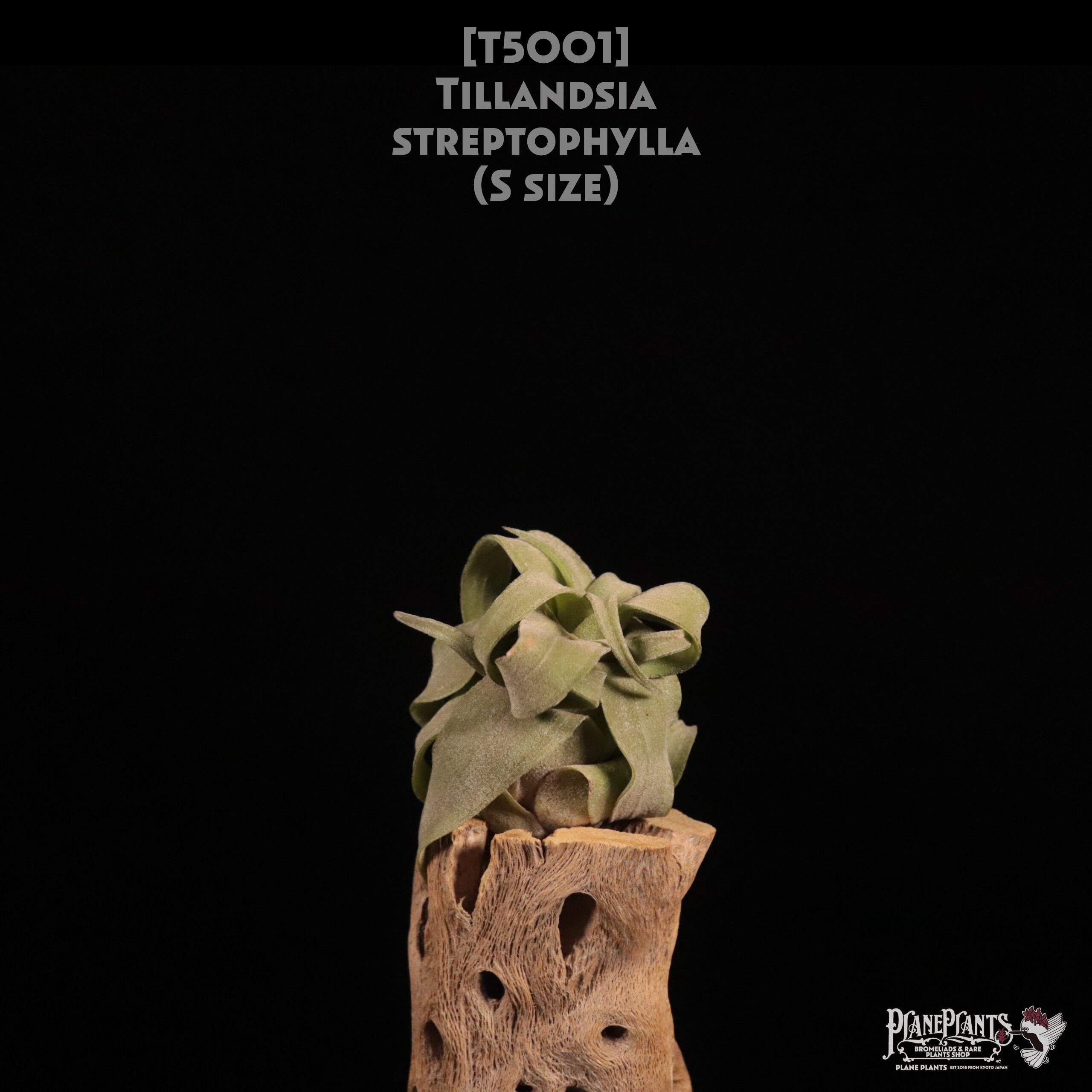 【送料無料】streptophylla S〔エアプランツ〕現品発送T5001