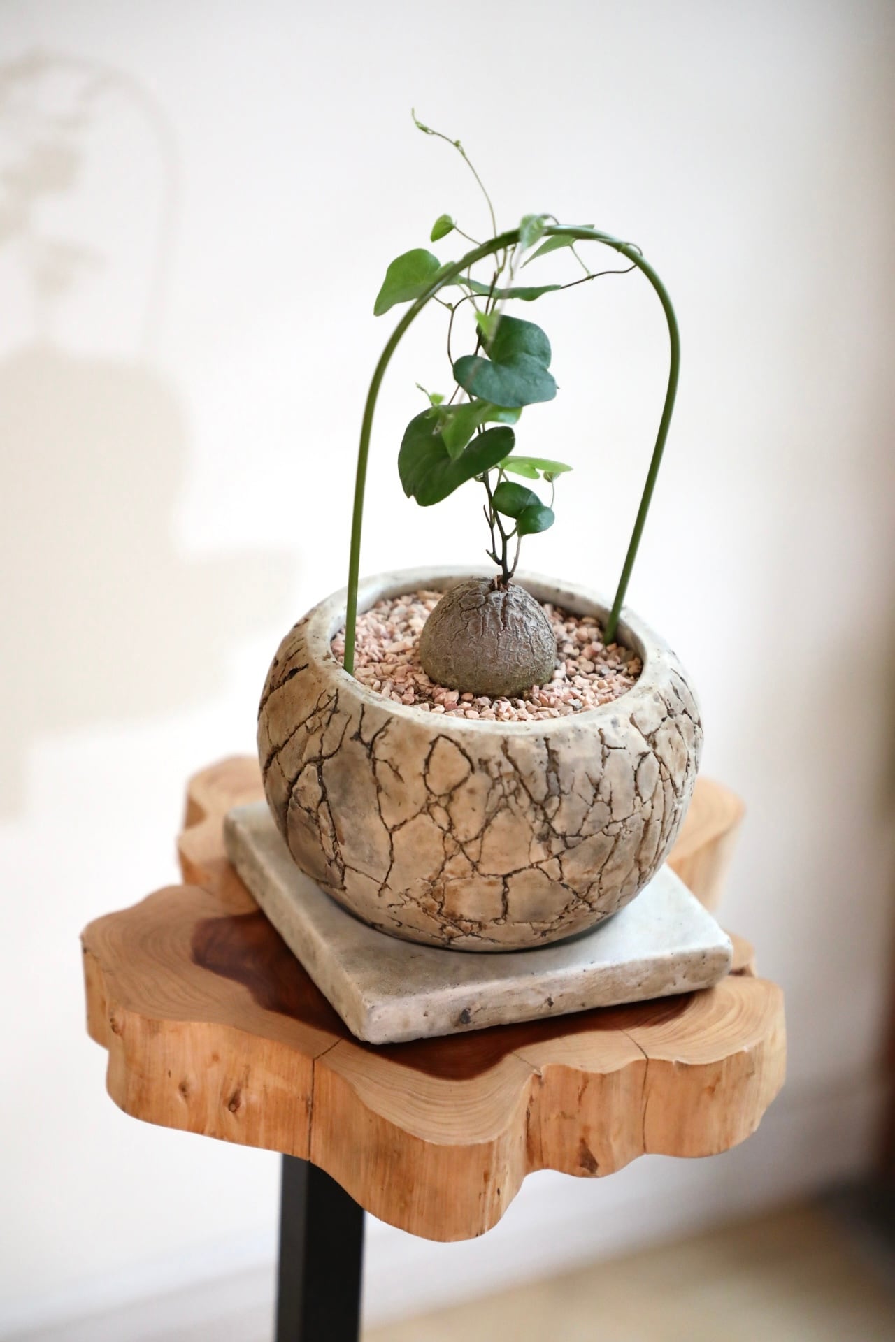 S】亀甲竜/Dioscorea elephantipes ※陶器鉢付き | 【観葉植物 S】亀甲竜/Dioscorea elephantipes ※陶器鉢付き | 【観葉植物