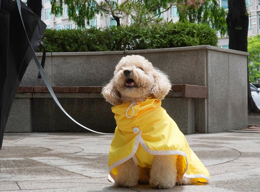 himawari raincoat S ~ 2XL / 犬服 新作 レインコート  光る 防水 ドッグウェア 犬 レインウェア フード付き 小型犬 中型犬 ペット用品 ワンコ服