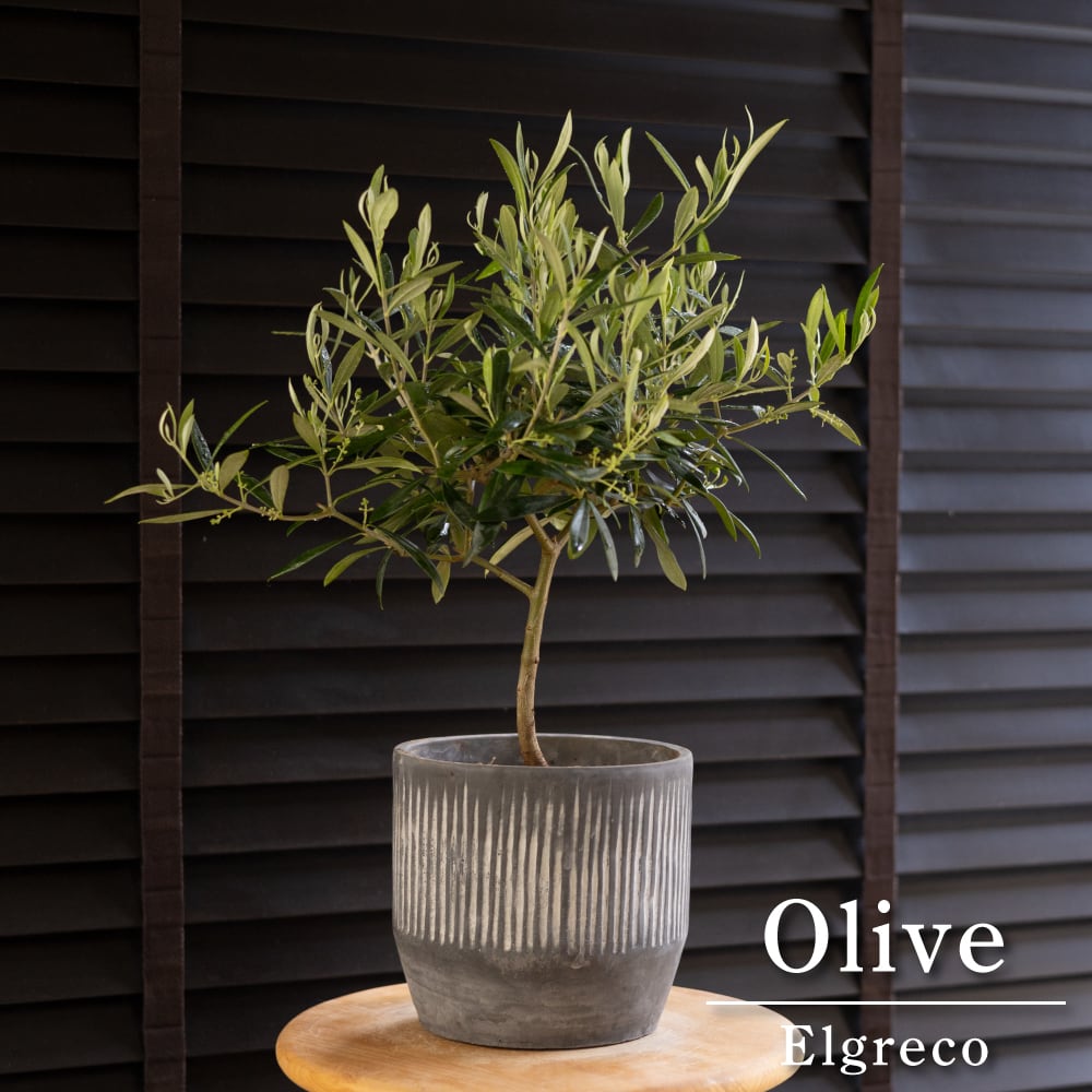Olive オリーブの木 エルグレコ Elgreco オリーブ 花芽付き トピアリー