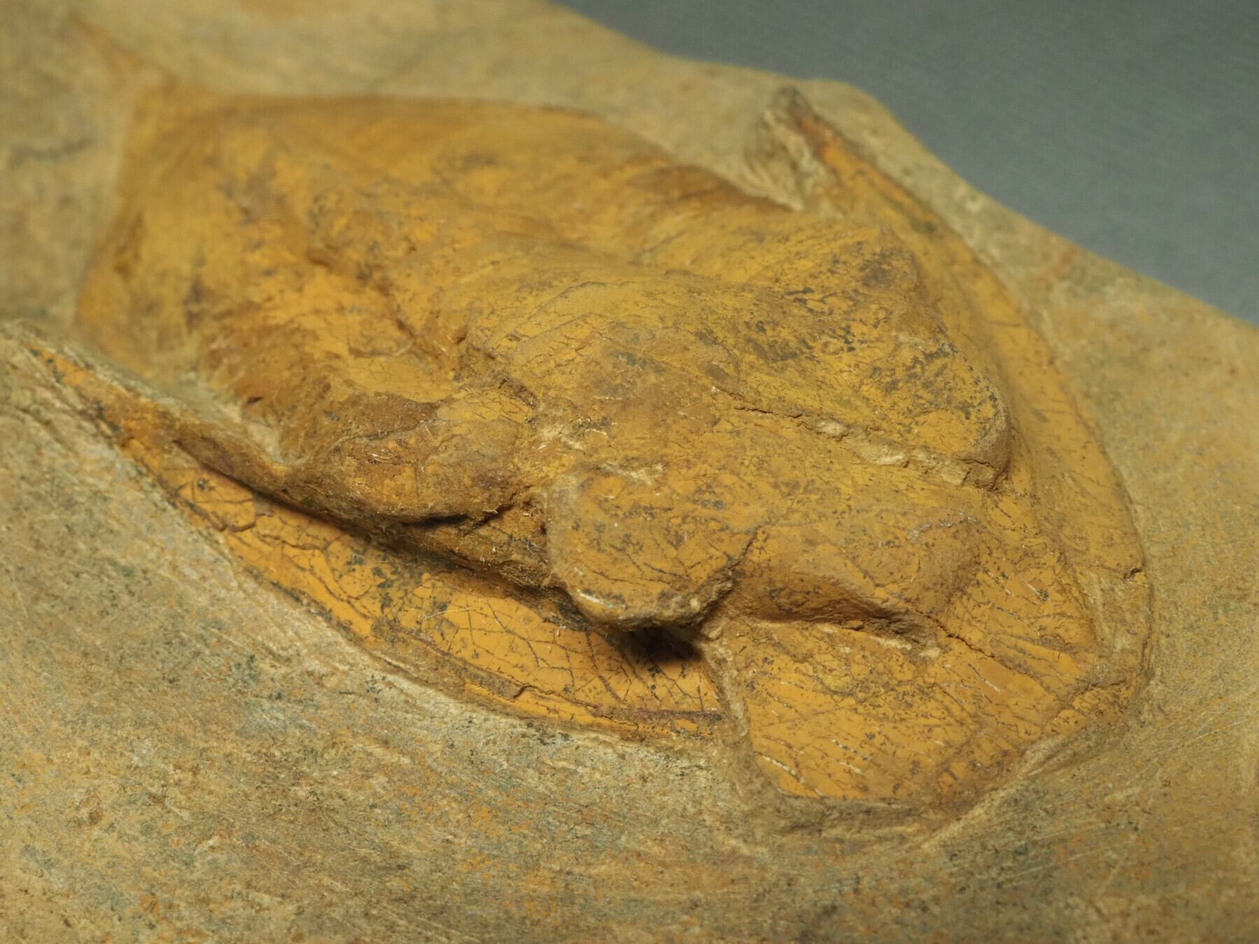 レア！三葉虫の化石【Basilicus sp.】【356g】モロッコ王国産/恐竜/魚