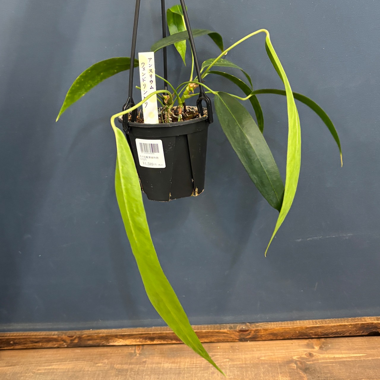 アンスリウム　ウェンドリンゲリ【25】