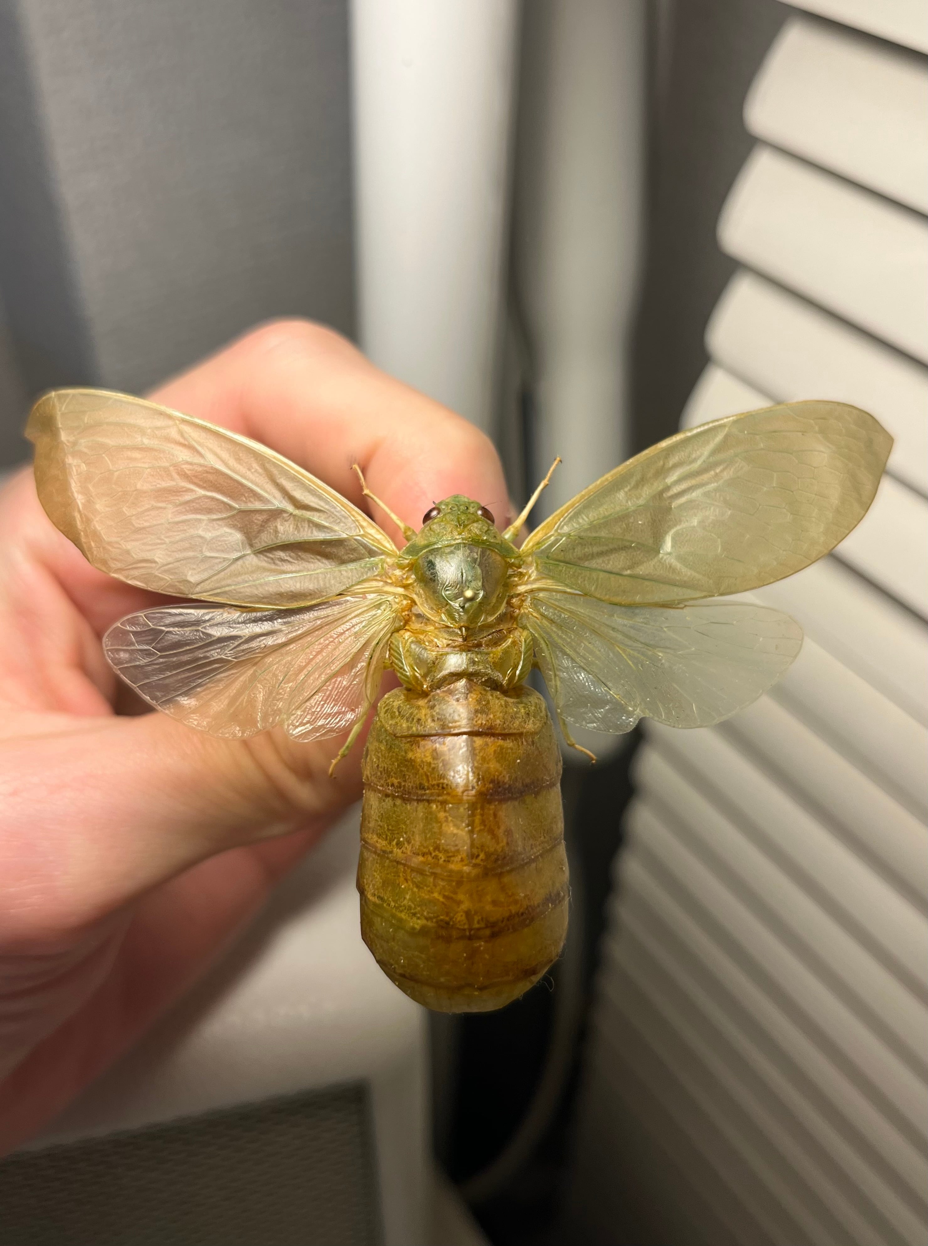 伝説ノ蝉】フウセンゼミ ハラブトゼミ Cystosoma saundersii 昆虫標本